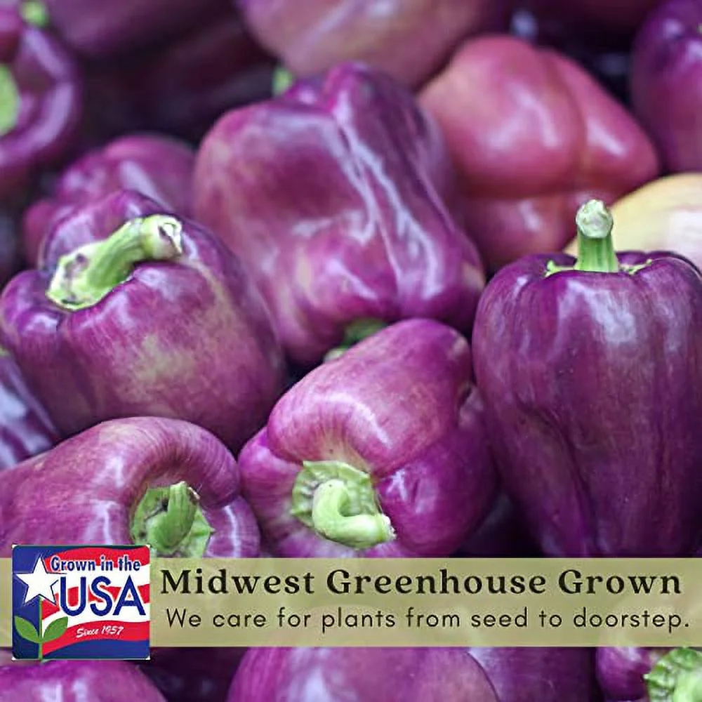 Clovers Garden Lilac Bell Pepper – Two (2) Live Plants – NonGMO - Not Seeds - Each 4