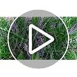 Big Grass, 1 Gallon Container, Blue Blooms with Rich Green Foliage