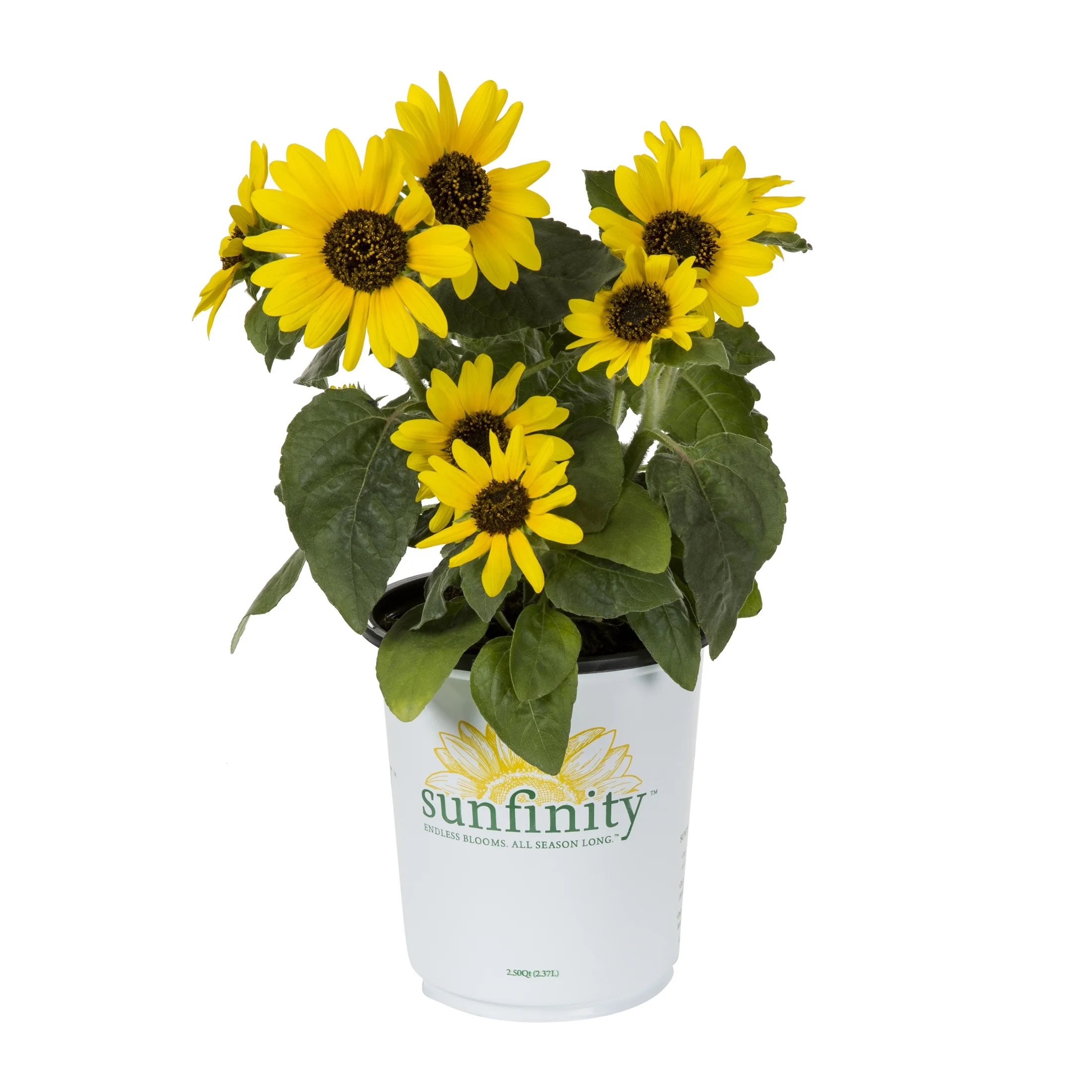 Sunfinity 2.5QT Yellow Sunflower Live Plants with Grower Pot