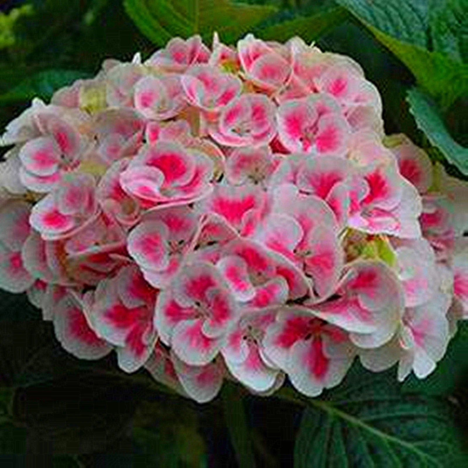 Hydrangea Bulbs, Fragrant, Hydrangea,Hydrangea Bulbs To Plant,Perennial Flowers, Hydrangea Bulbs For Sale
