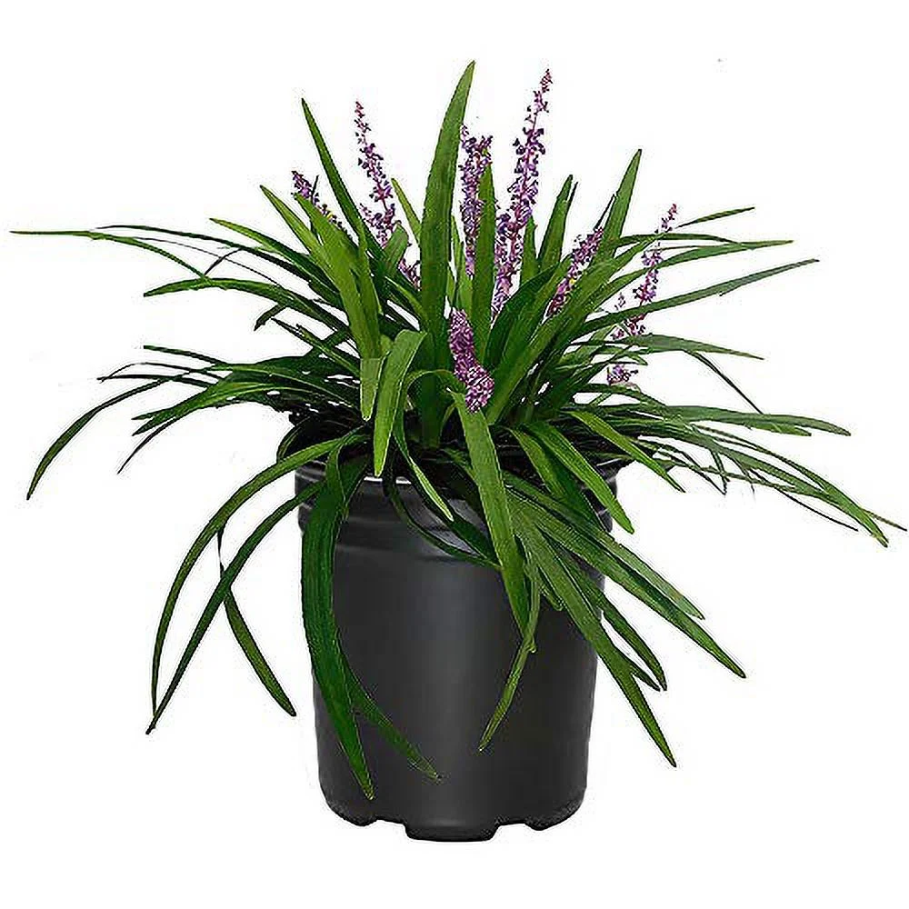 Big Grass, 1 Gallon Container, Blue Blooms with Rich Green Foliage