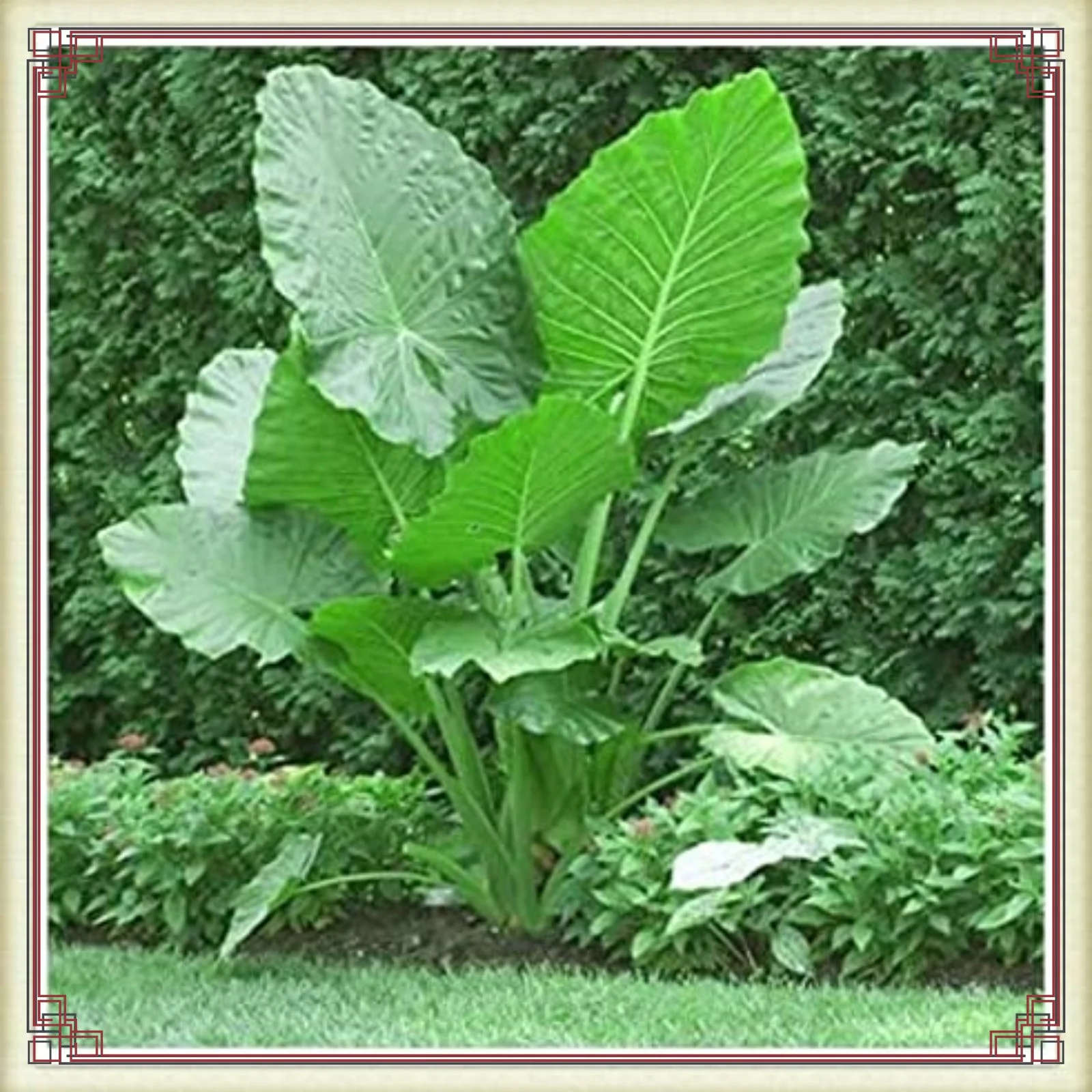 Elephant Ears Bulbs Elephant Ear Plant Live Elephant Ears Bulbs For Planting Alocasia Bulbs For Sale Courtyard Decoration