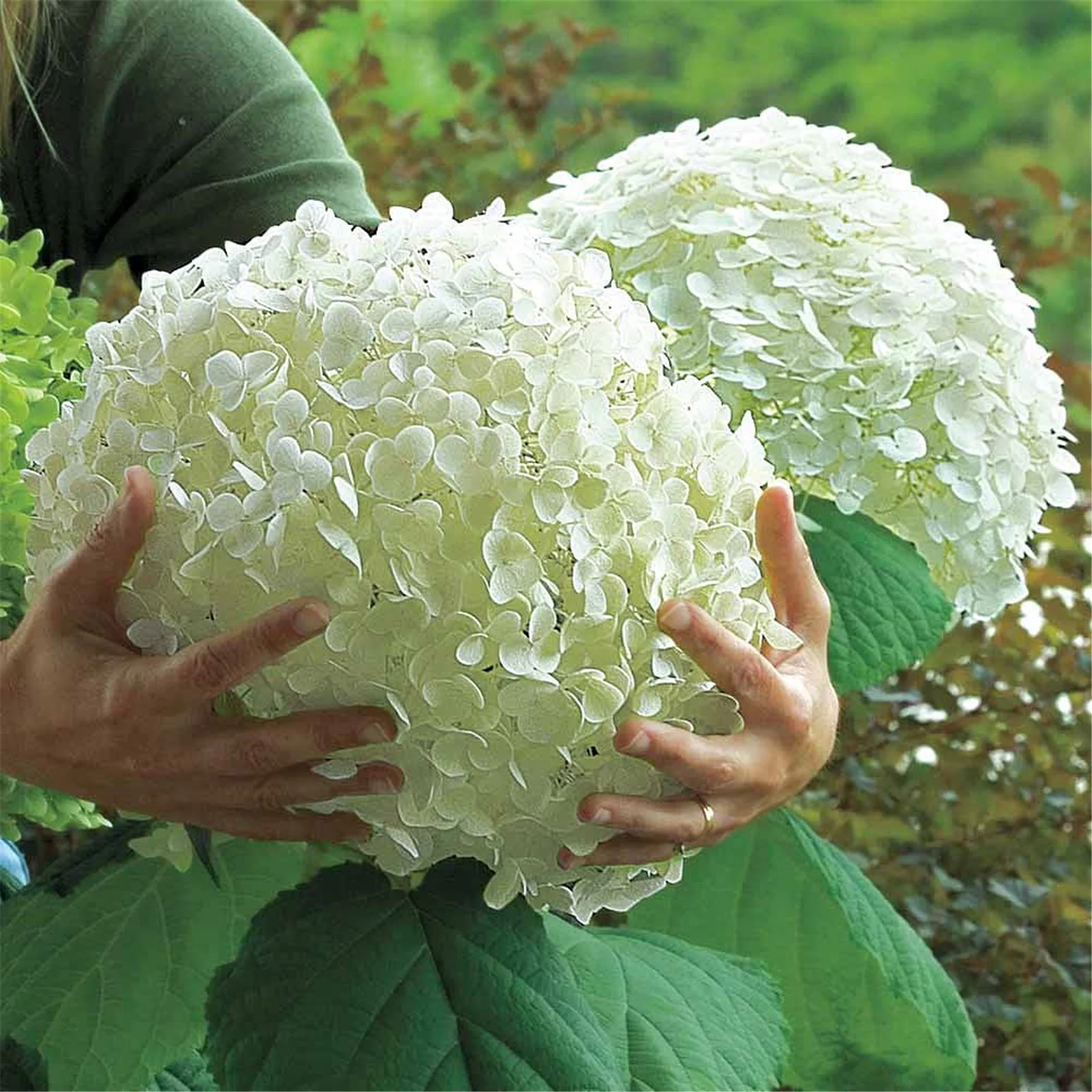 Hydrangea Bulbs, Hydrangea Rhizome,Gardening Treasures,Hydrangea Plants,Hydrangea Gallon, Cold And Drought Resistant, Easy For Gardeners To Grow,Hydrangea Plants,