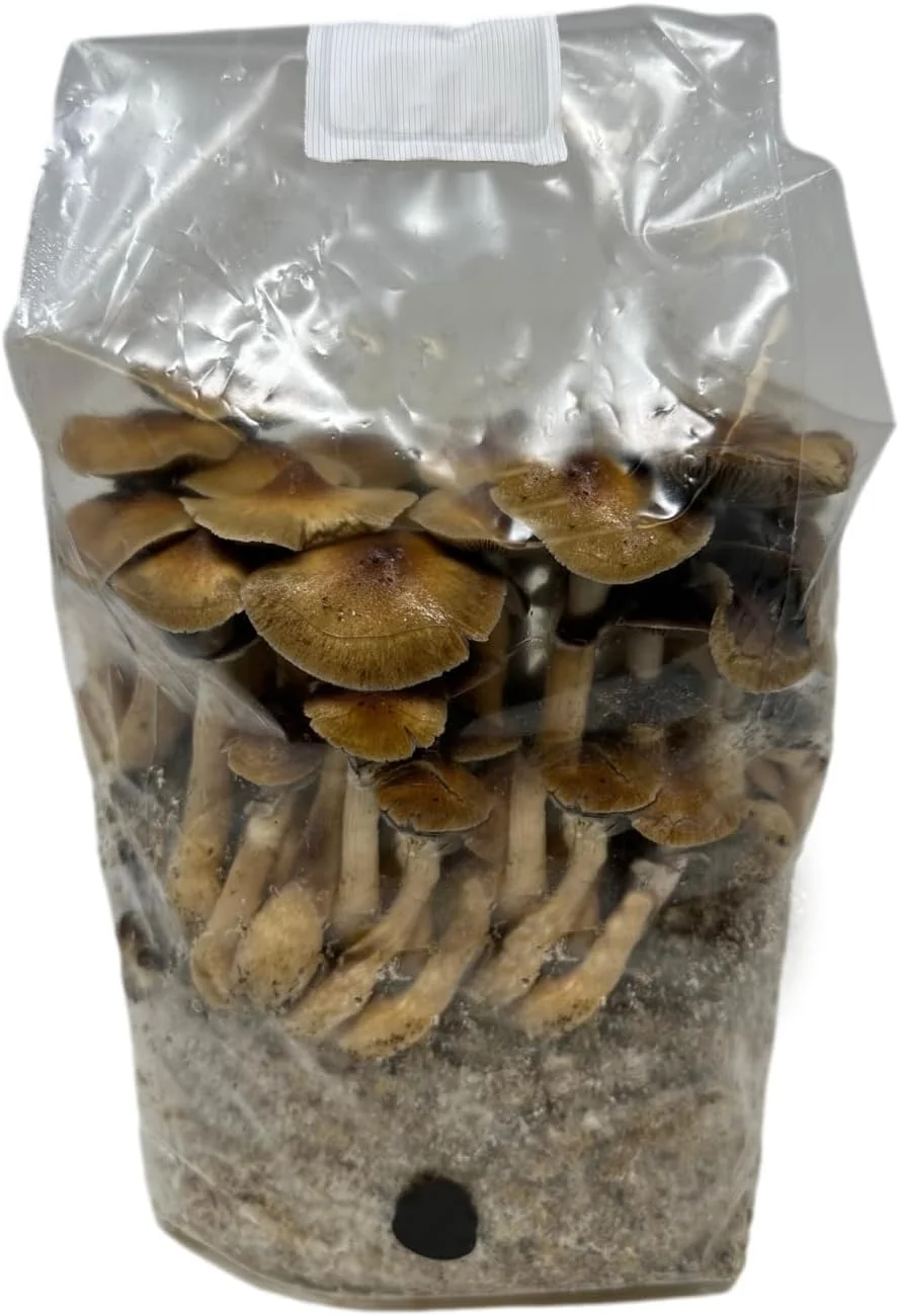 All in One Mushroom Grow Kit in a Bag with Sterilized Grains and Substrate (4 LBS)