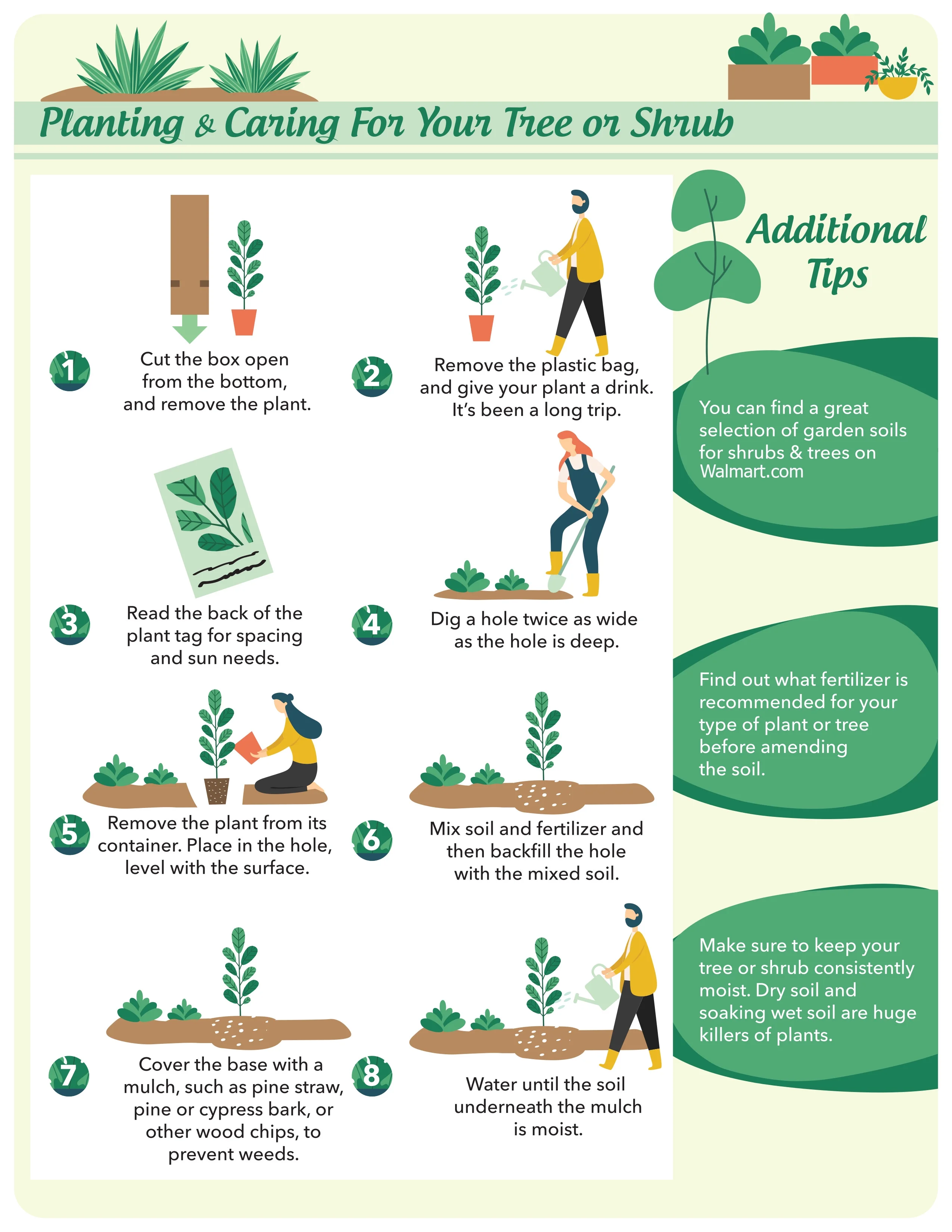 Shoal Creek Vitex (2.5 Gallon) Chaste Tree with Fragrant Lilac-Purple Flower Clusters - Texas