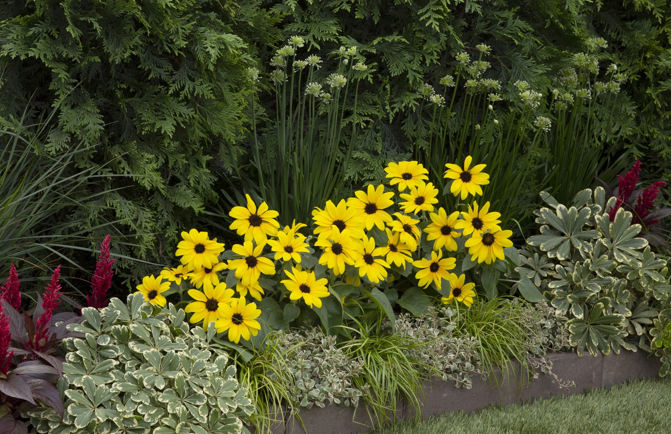 Sunfinity 2.5QT Yellow Sunflower Live Plants with Grower Pot