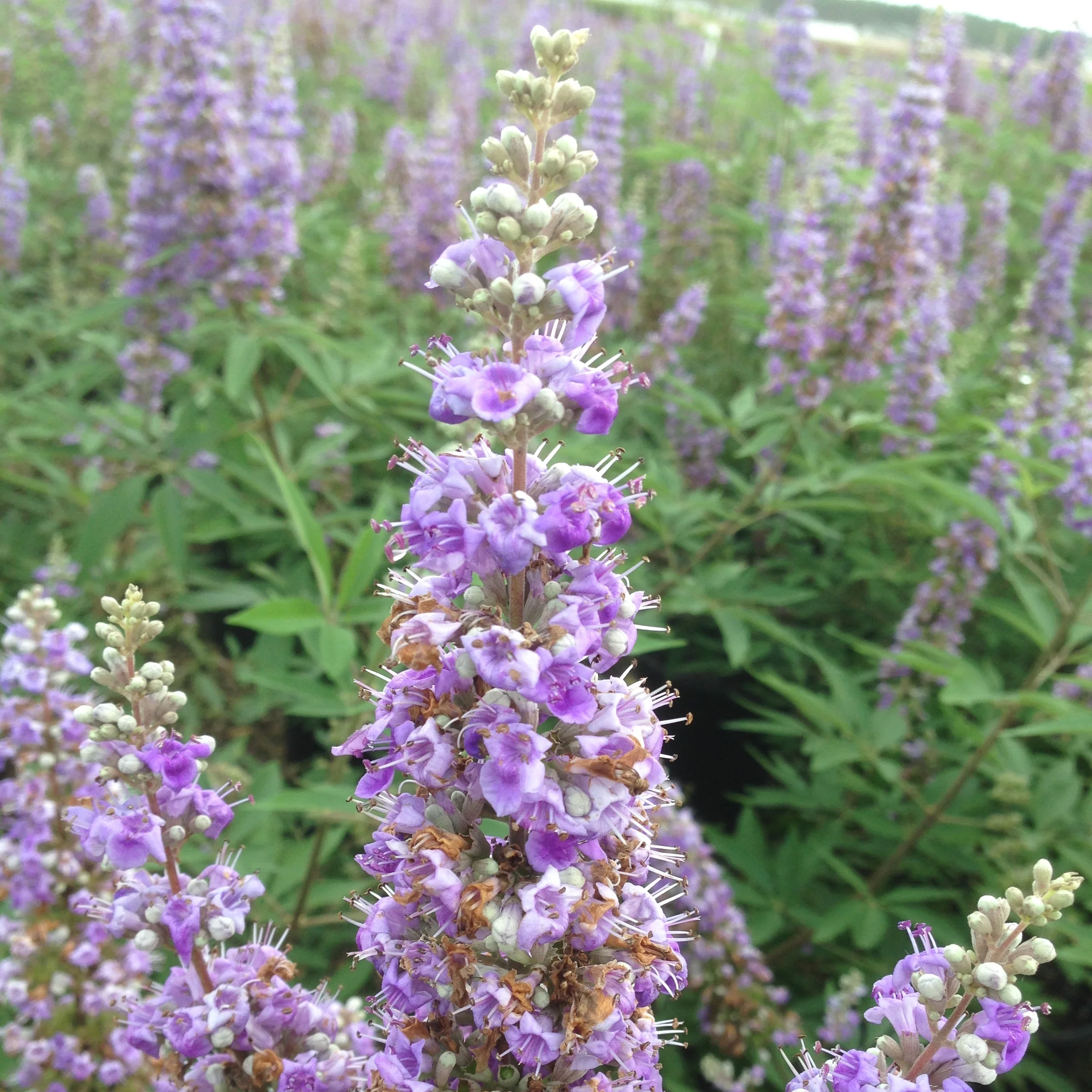 Shoal Creek Vitex (2.5 Gallon) Chaste Tree with Fragrant Lilac-Purple Flower Clusters - Texas