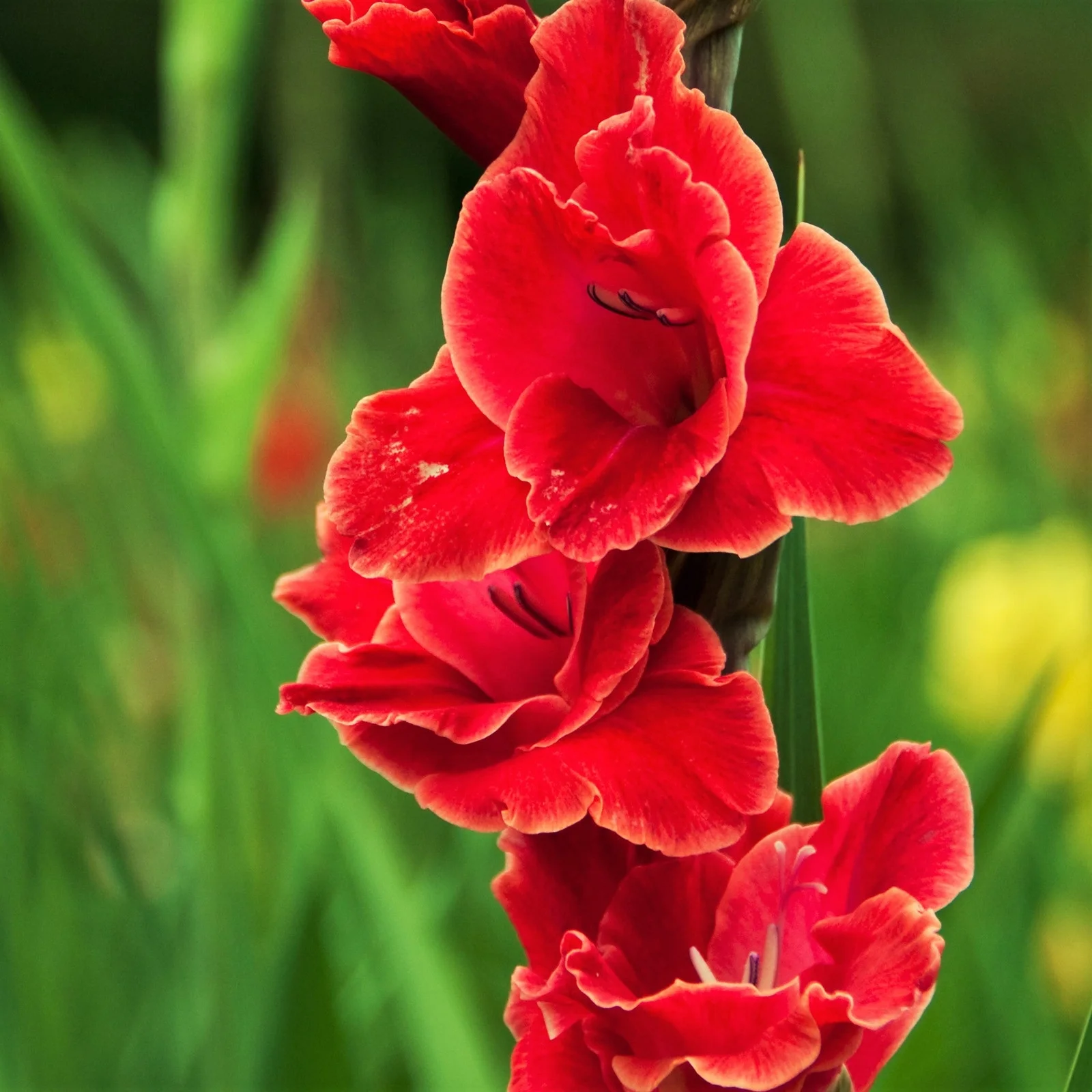 Gladiolus Bulbs, Cold And Drought Tolerant, Gladiolus Flower Bulbs,Easy To Care For, Gardening Enthusiasts, Gladiolus, Gladiolus Plant,Require Little Water,Cold Tolerant Plants,Gladiolus Flower Bulbs,
