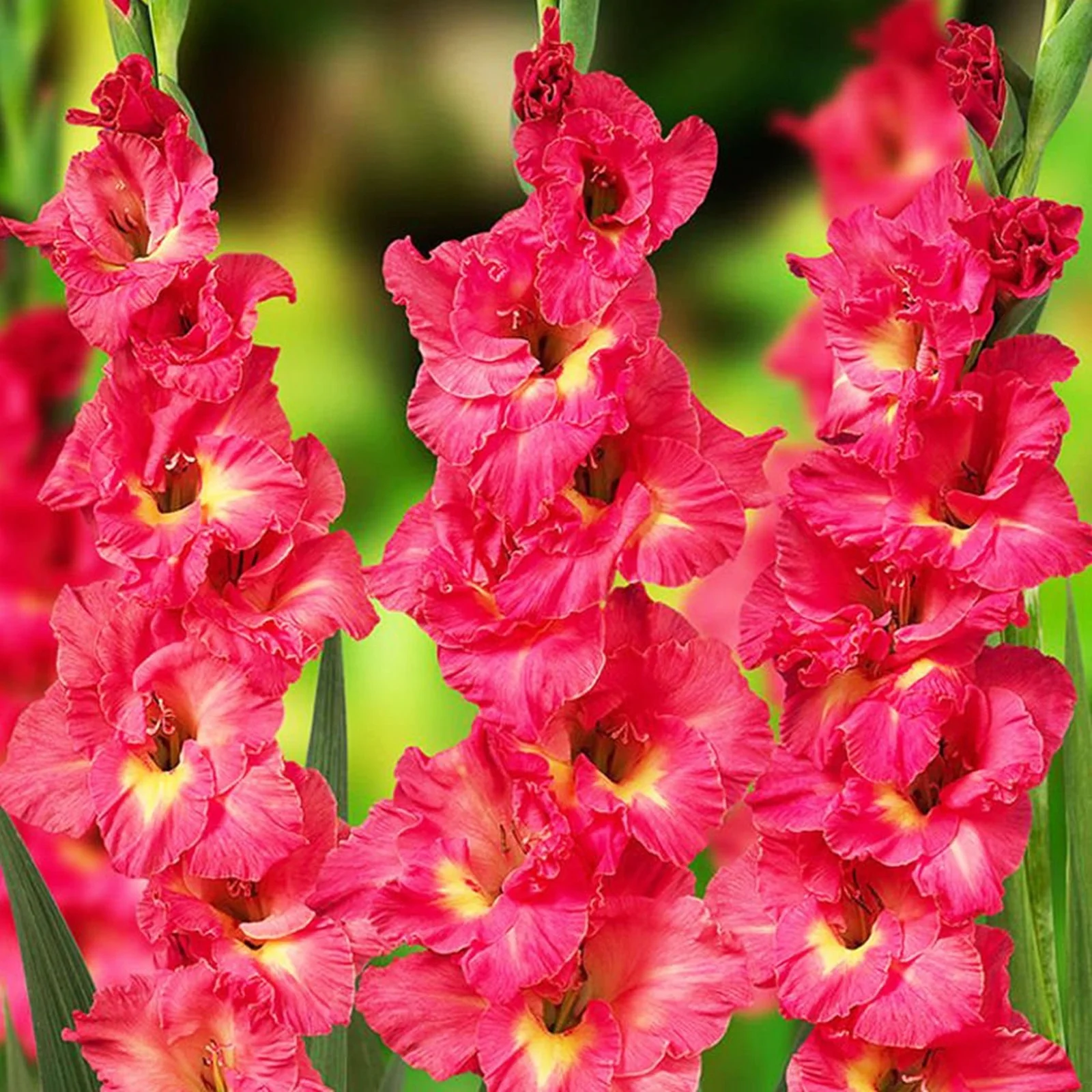 Gladiolus Bulbs, Cold And Drought Tolerant, Gladiolus Flower Bulbs,Easy To Care For, Gardening Enthusiasts, Gladiolus, Gladiolus Plant,Require Little Water,Cold Tolerant Plants,Gladiolus Flower Bulbs,