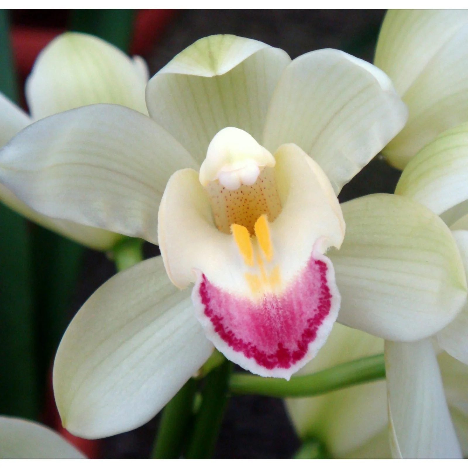Cymbidium Bulbs,Cymbidium Plants Outdoor,Cymbidium Potting Mix,Cymbidium Plants Live In Bloom,Cymbidium Plants For Planting,Cymbidium Bulbs For Sale.