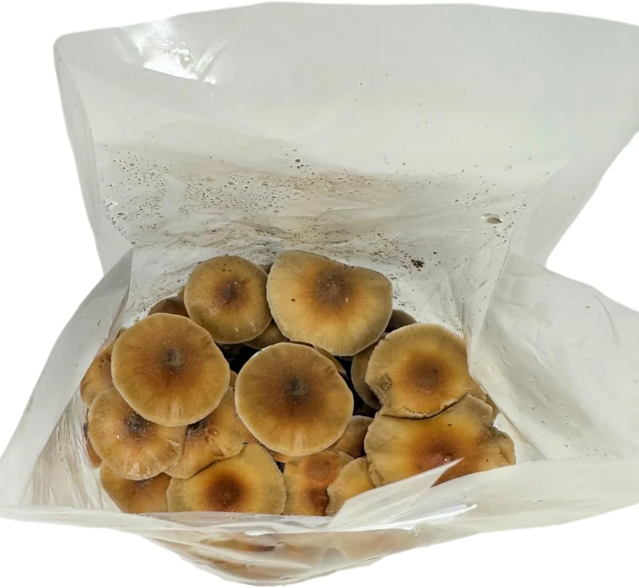 All in One Mushroom Grow Kit in a Bag with Sterilized Grains and Substrate (4 LBS)