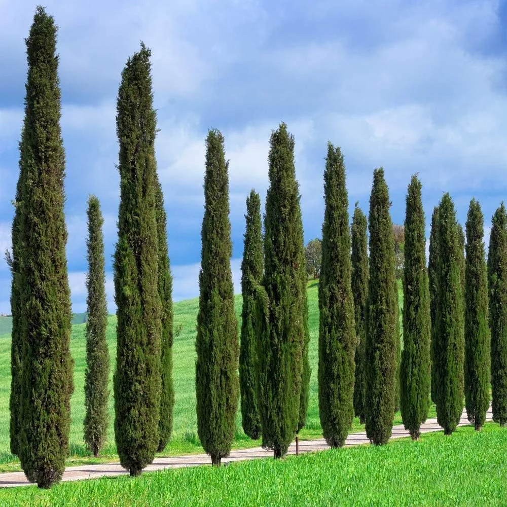 Brighter Blooms - Italian Cypress, 1-2 ft. - No Shipping To AZ
