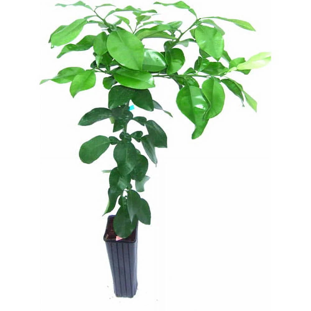 Bloomsz Citrus Fruit Tree Thornless Key Lime, 1-Year Old, 32