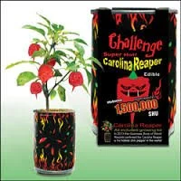 Challenge Super Hot Carolina Reaper Plant Kit one color