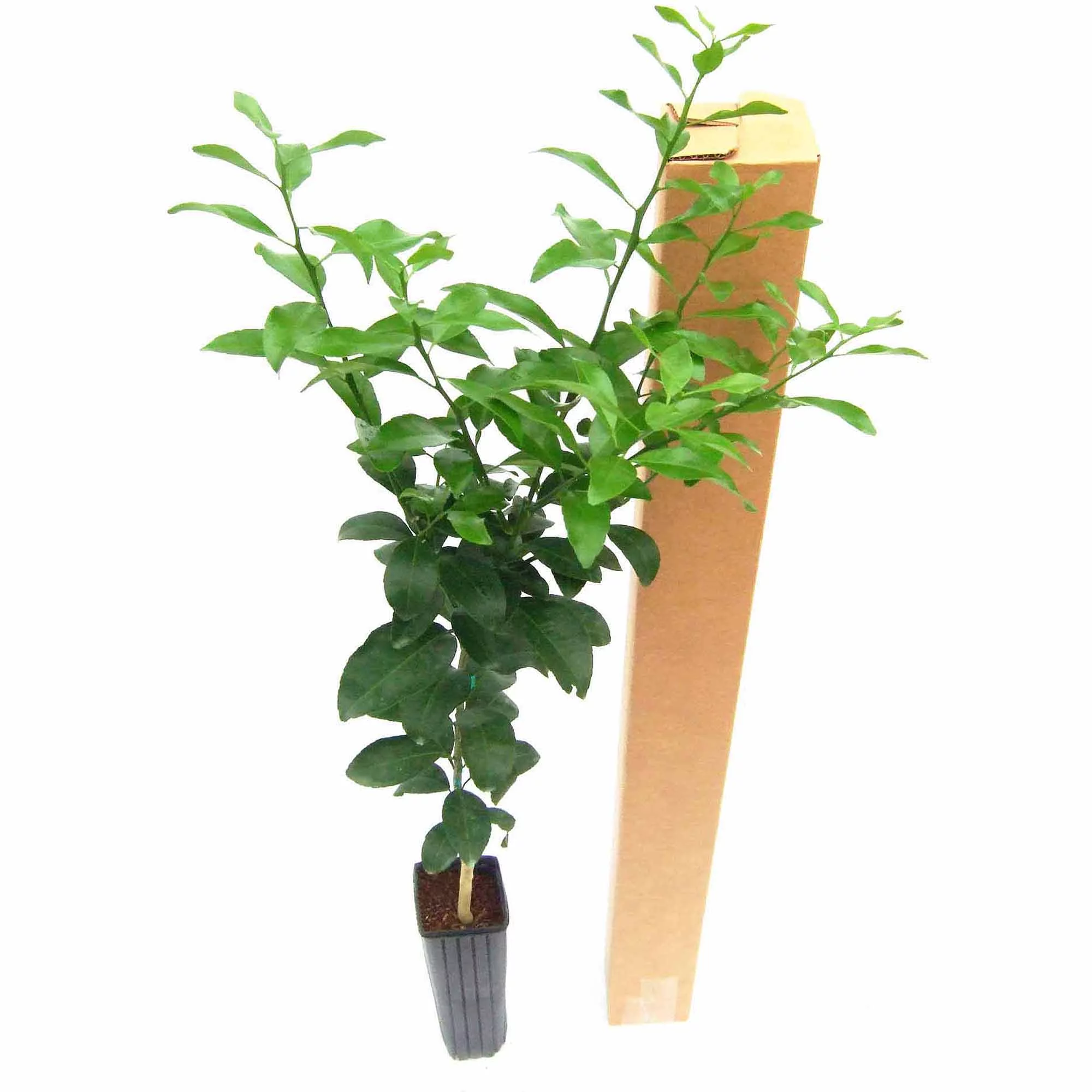 Bloomsz Citrus Fruit Tree Thornless Key Lime, 1-Year Old, 32