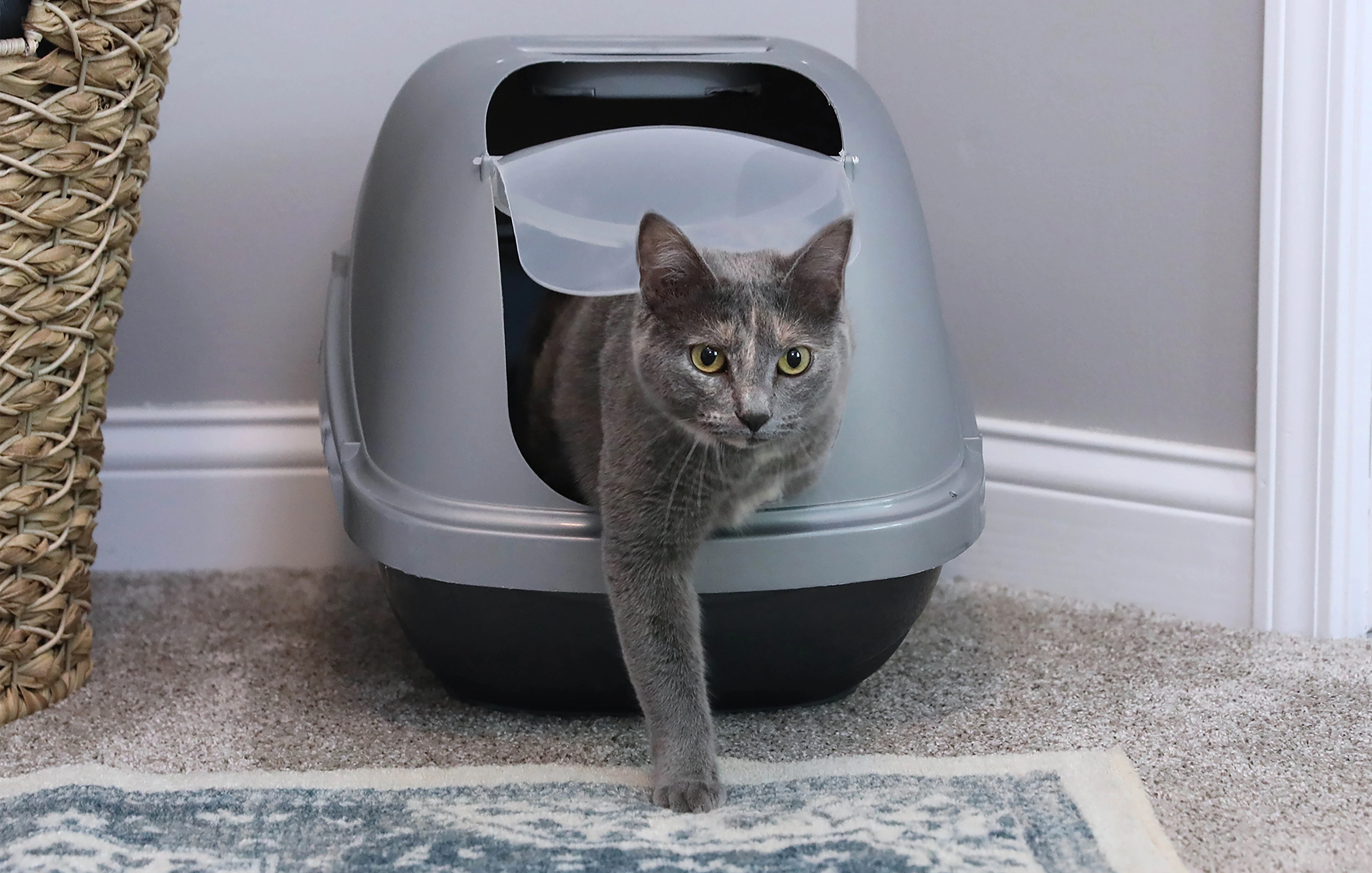 Petmate Basic Hooded Enclosed Cat Litter Pan Covered Plastic Box with Door, Large, Blue Silver