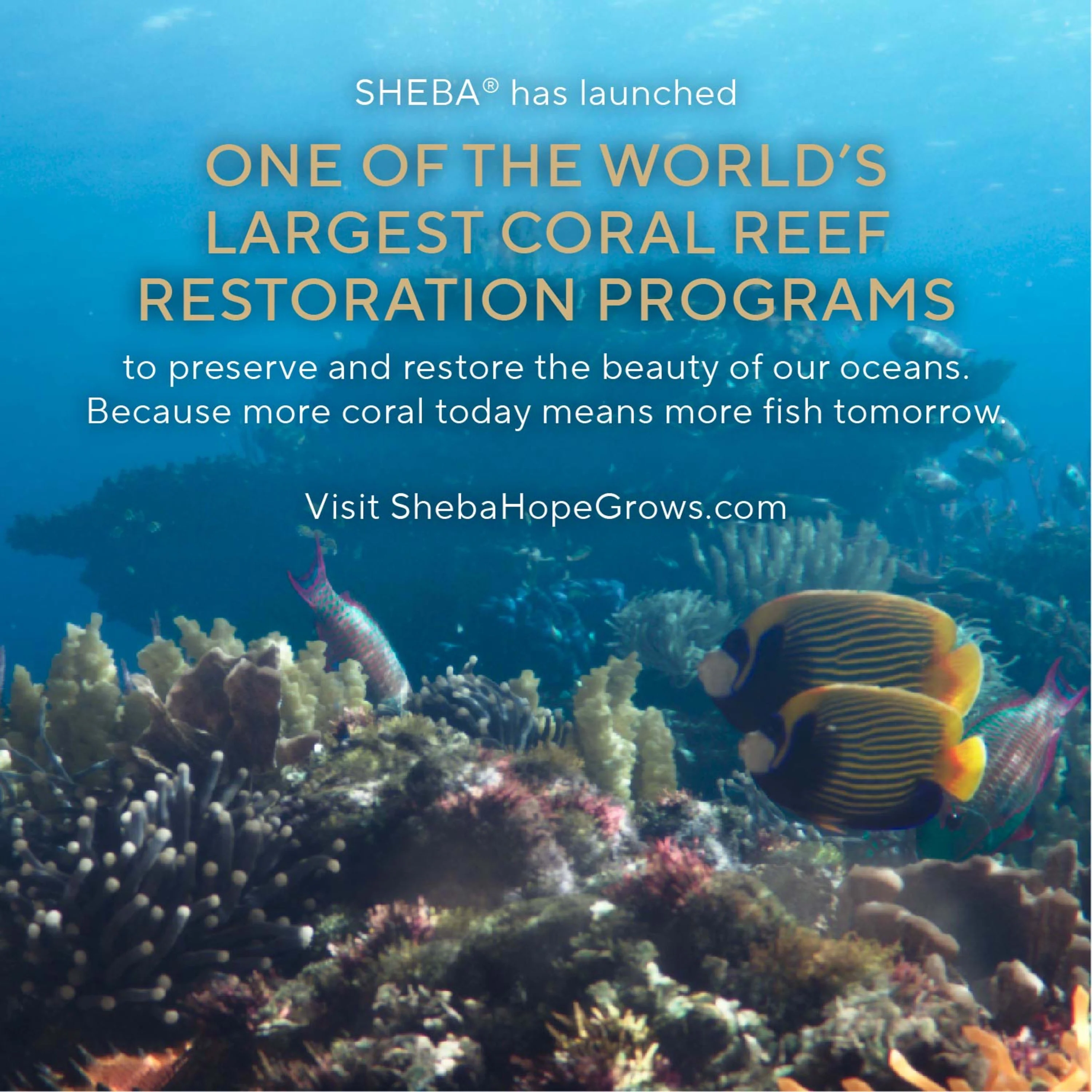 Sheba Perfect Portions Cat Food Cuts in Gravy Salmon, Trout, & Sustainable Tuna Entrée, Variety Pack