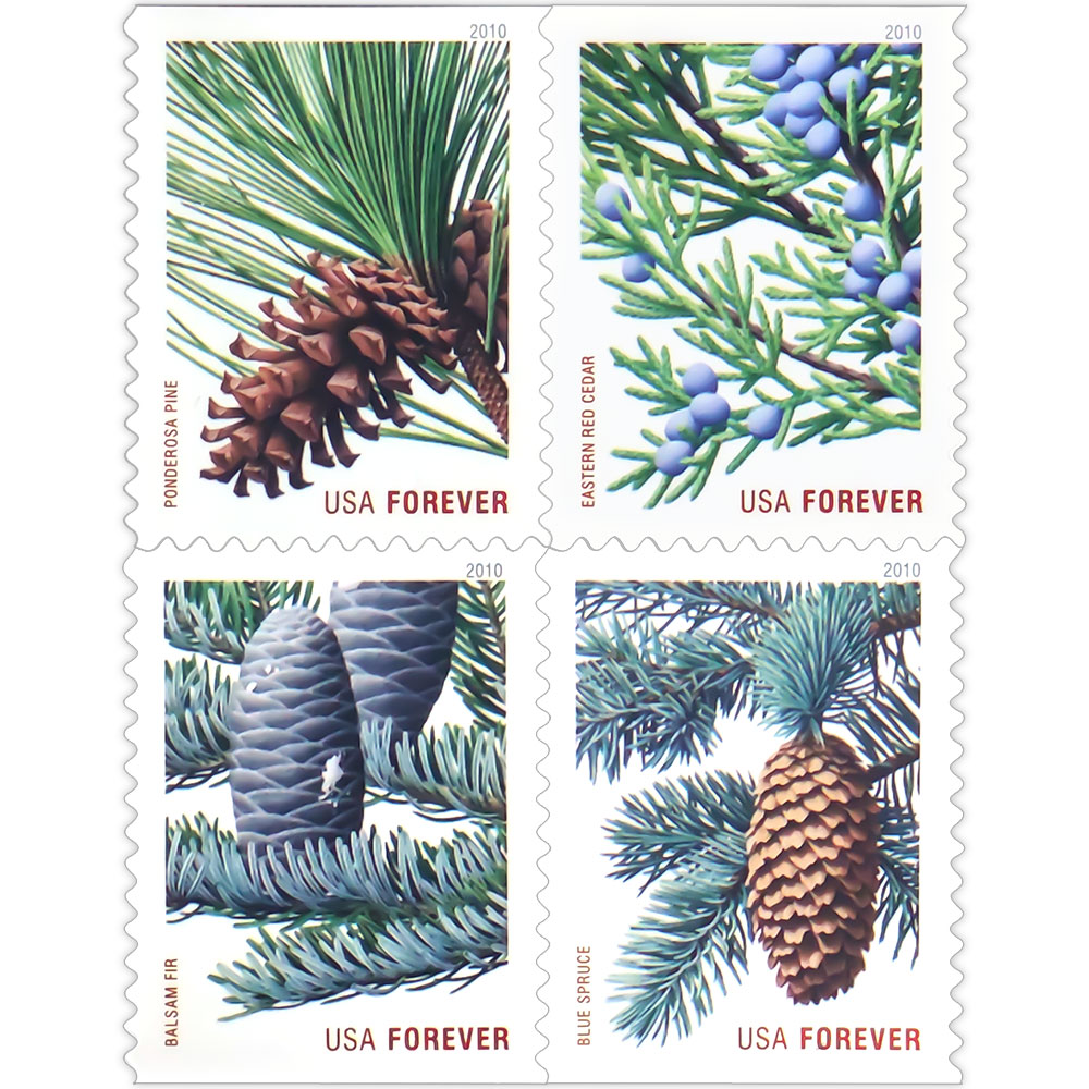 Holiday Evergreen