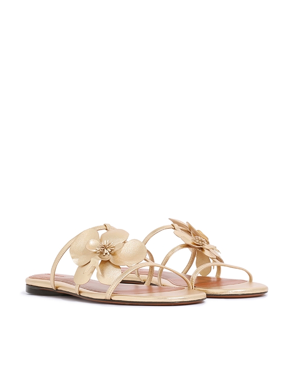 Orchid Slide