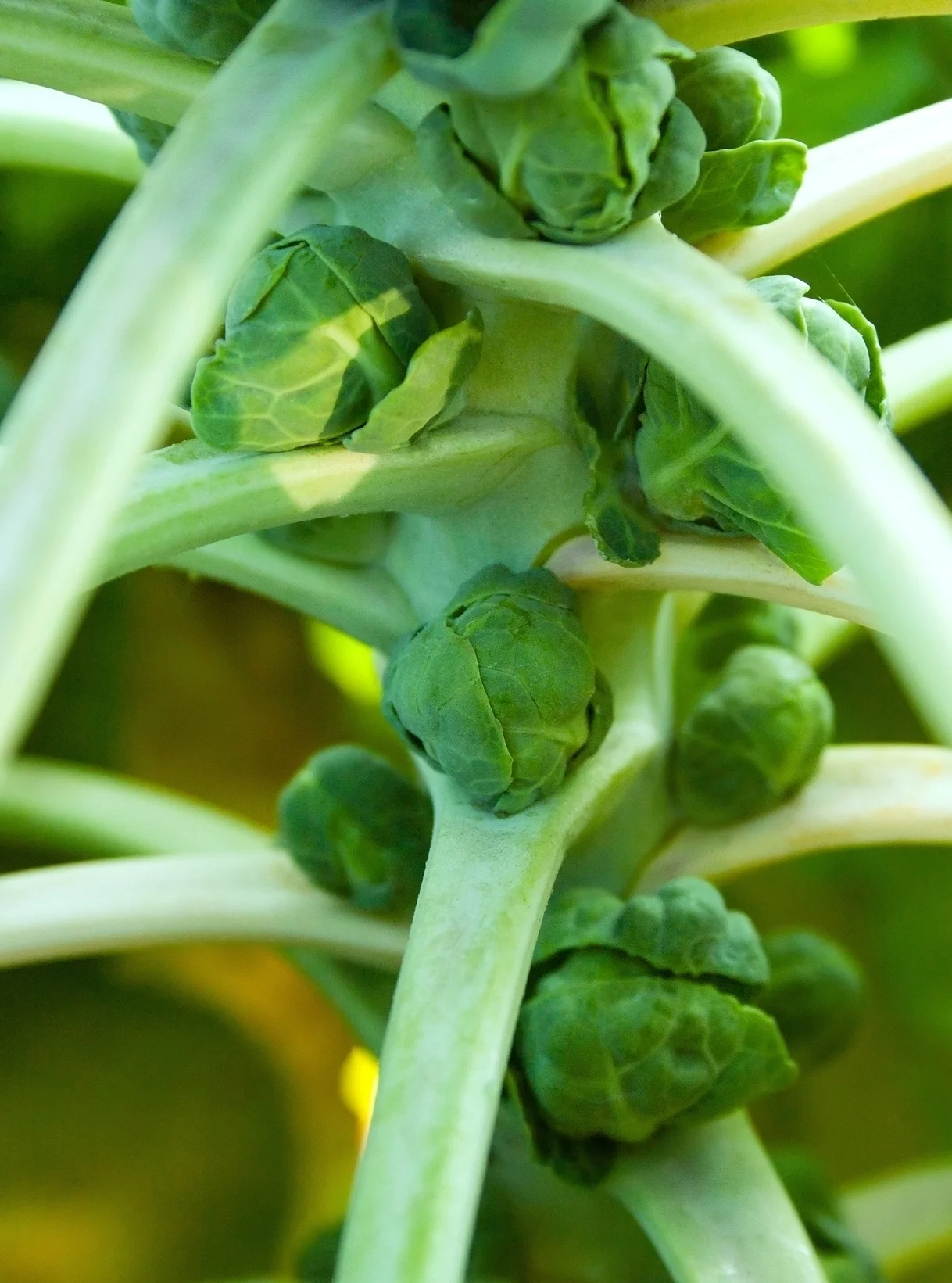 Earthcare Seeds - Brussels Sprouts Long Island Improved 500 Seeds (Brassica Oleracea) Heirloom - Open Pollinated