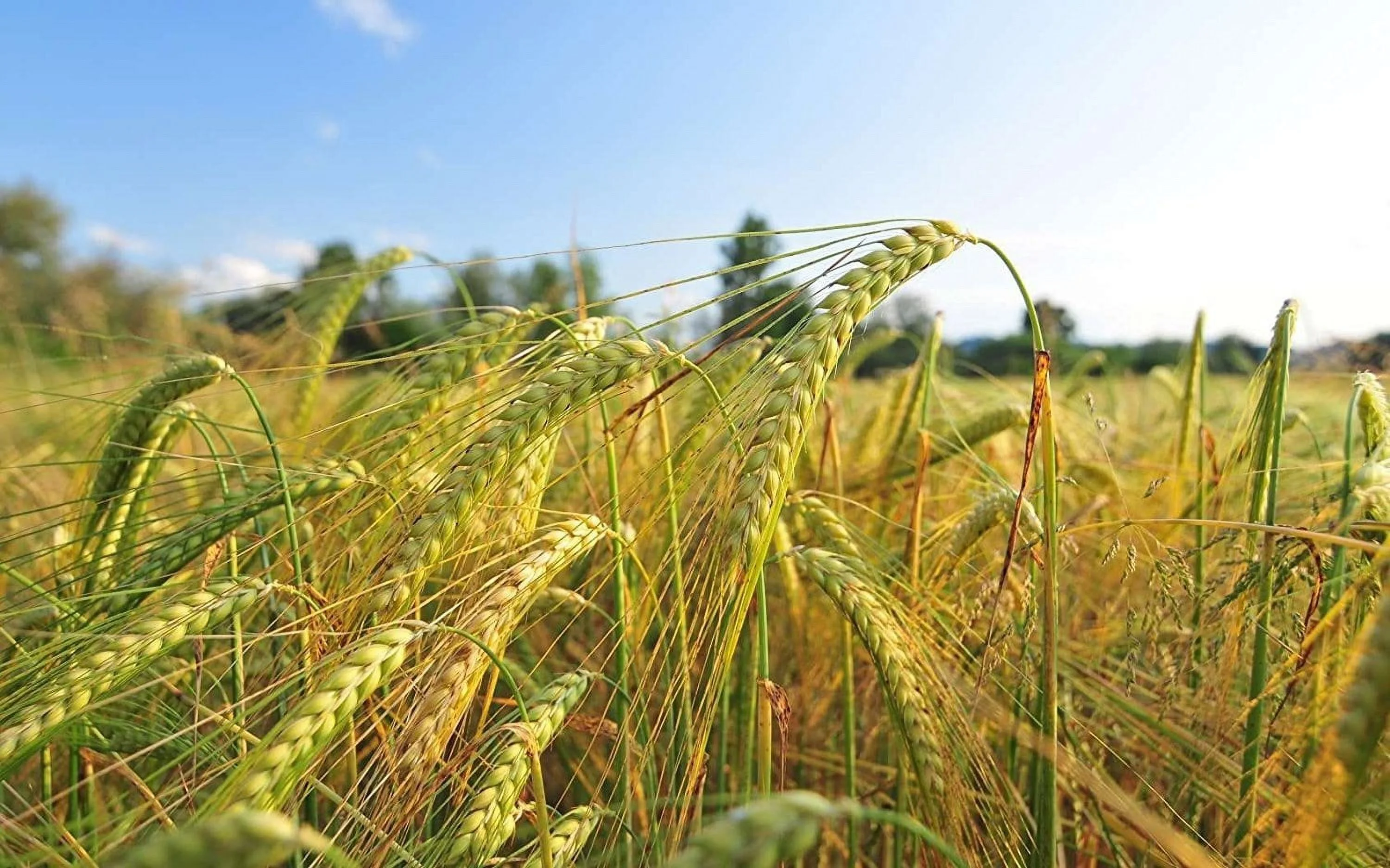 Organic Barley Flour, 25 Pounds – Non-GMO, Stone Ground from Whole Hulled Barley, Fine, Kosher, Vegan, Bulk. Rich in Fiber. Perfect for Flour Blends. Great for Baking. Product of the USA.