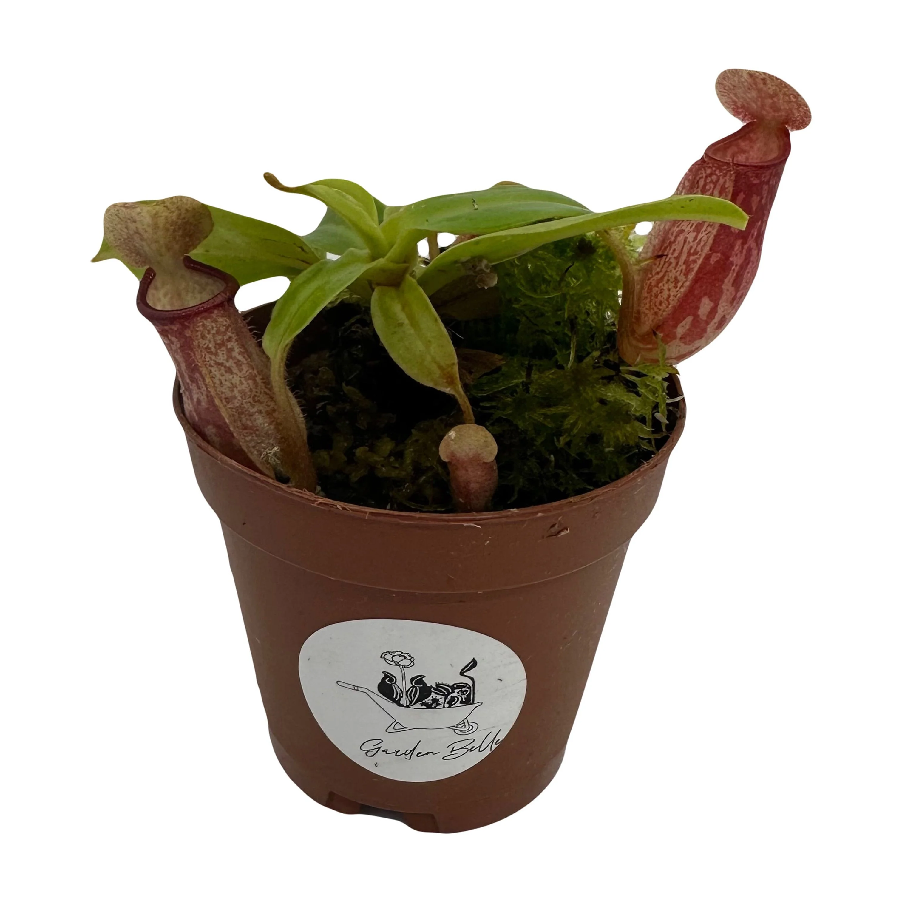 Nepenthes 'St. Gaya' Tropical Pitcher Plant Carnivorous Potted