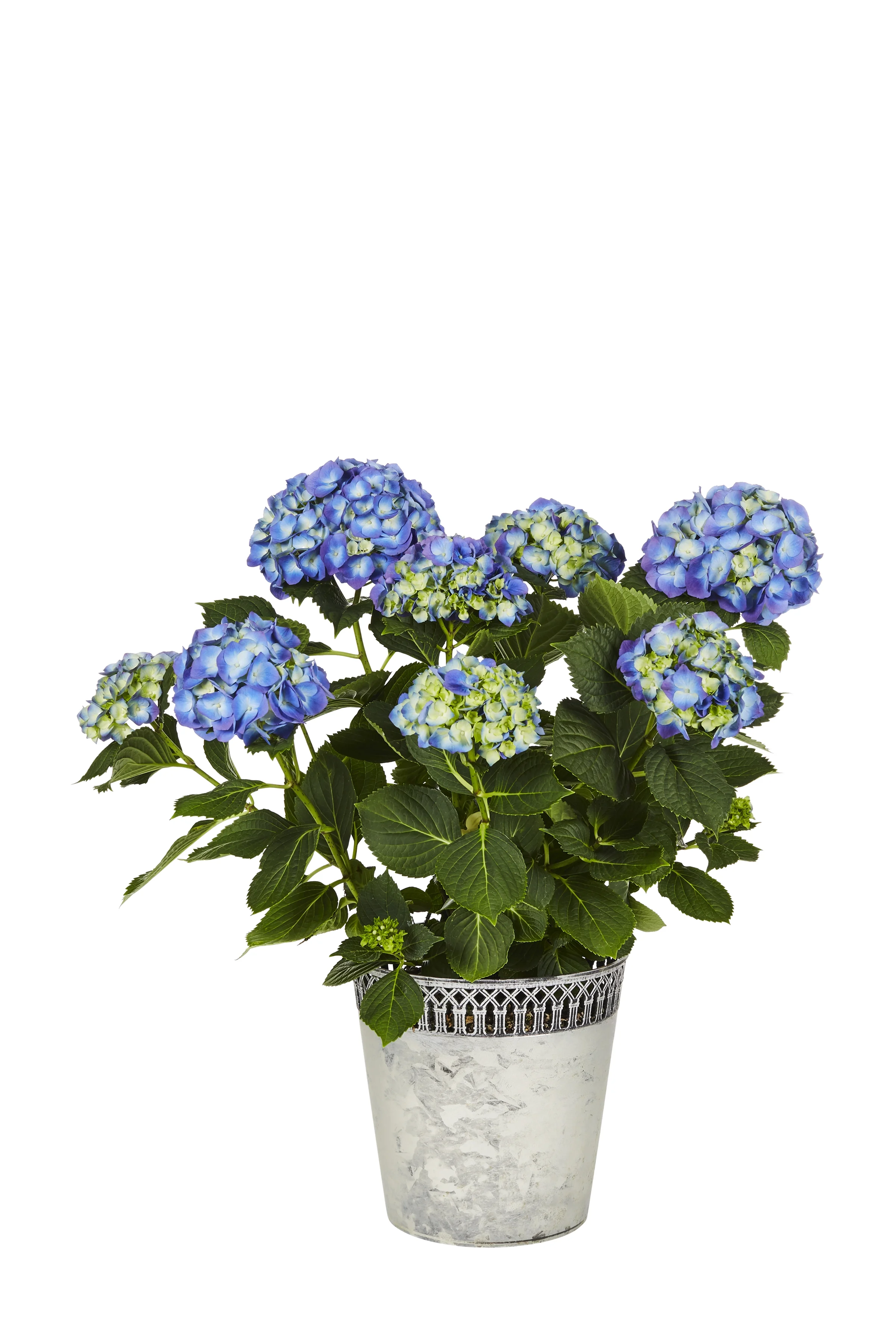 Expert Gardener Hydrangea 1.25G Blue Flowering Shrub Live Plants
