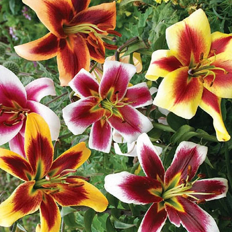 Giant Hybrid Lily Mixture Dormant Summer Flowering Bulbs (5-Pack)