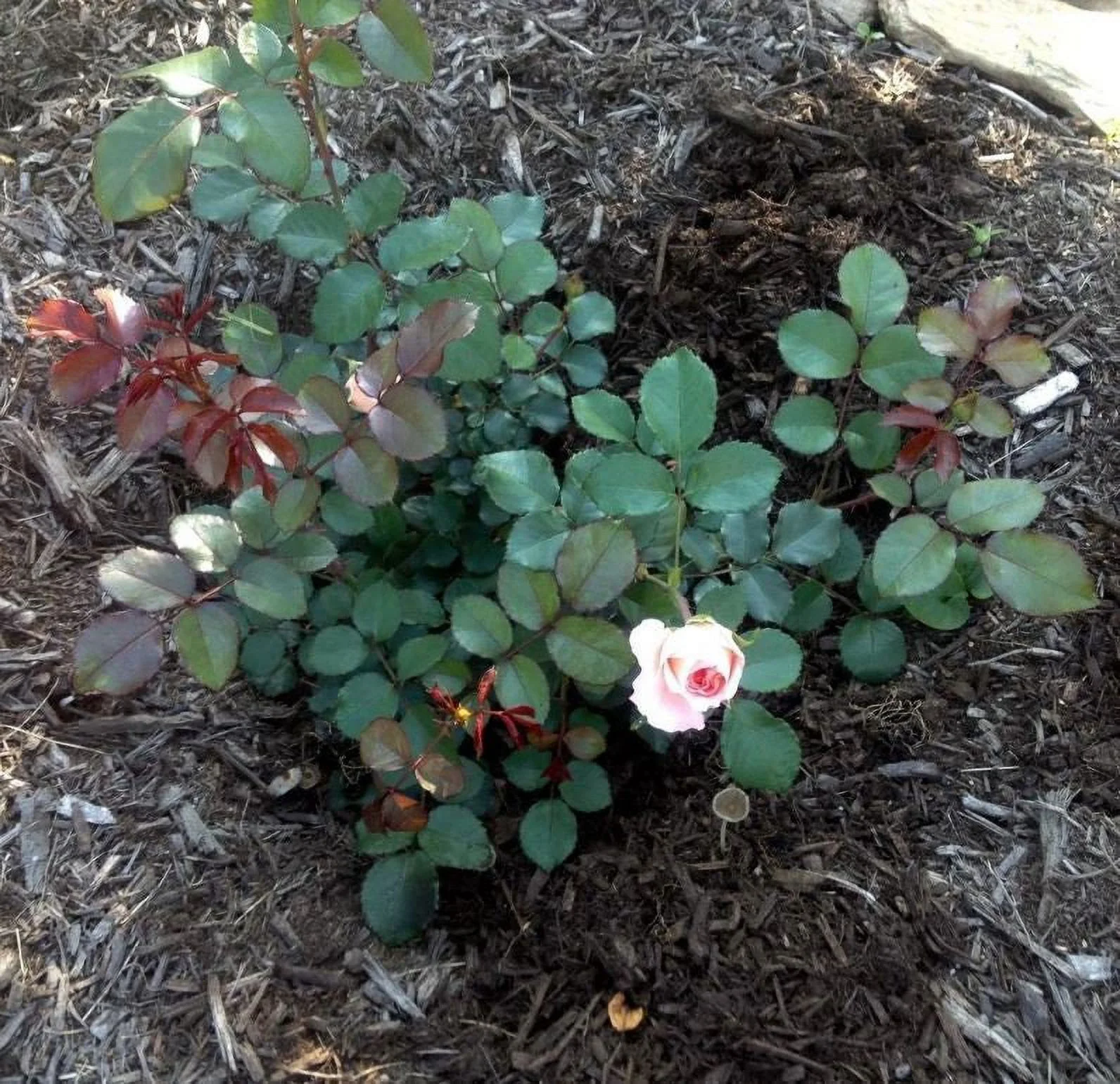 32+ Seeds| Pink Savannah Hybrid Tea Rose Seeds - Authentic Seeds - Perennial~ GMO Free ~Flower seeds~ ~ Asian Garden~ Herbs B5G1#1038