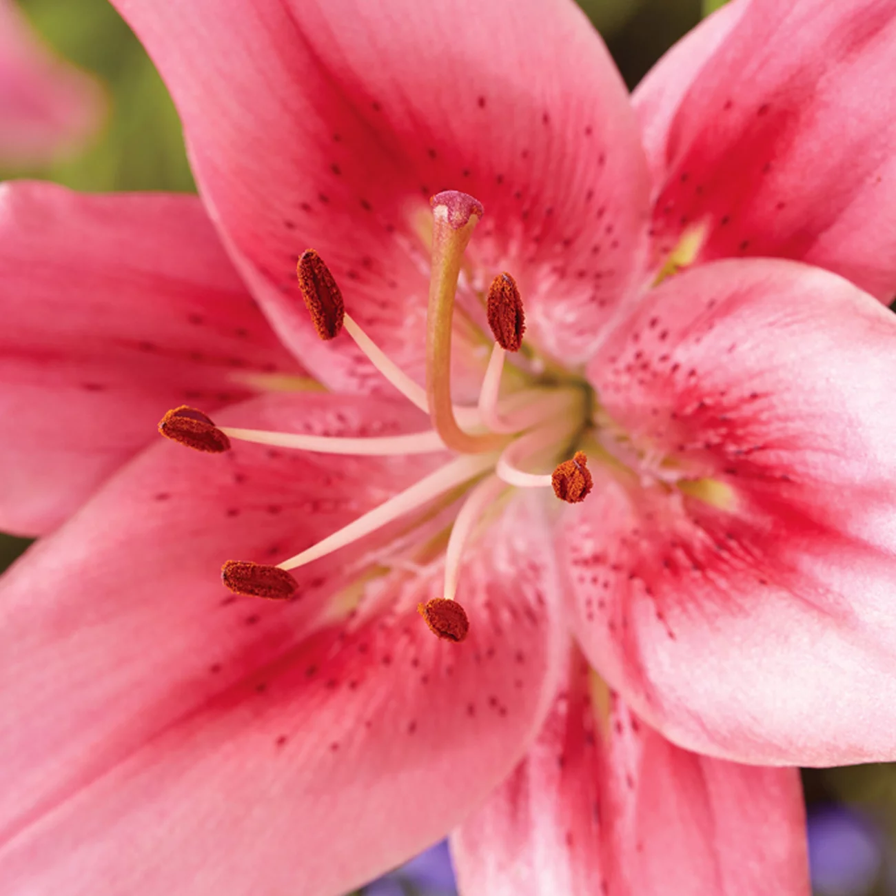 Van Zyverden Lily Child in Time Dormant Perennial Flower Bulb Partial Sun; 3-6hrs, Pink