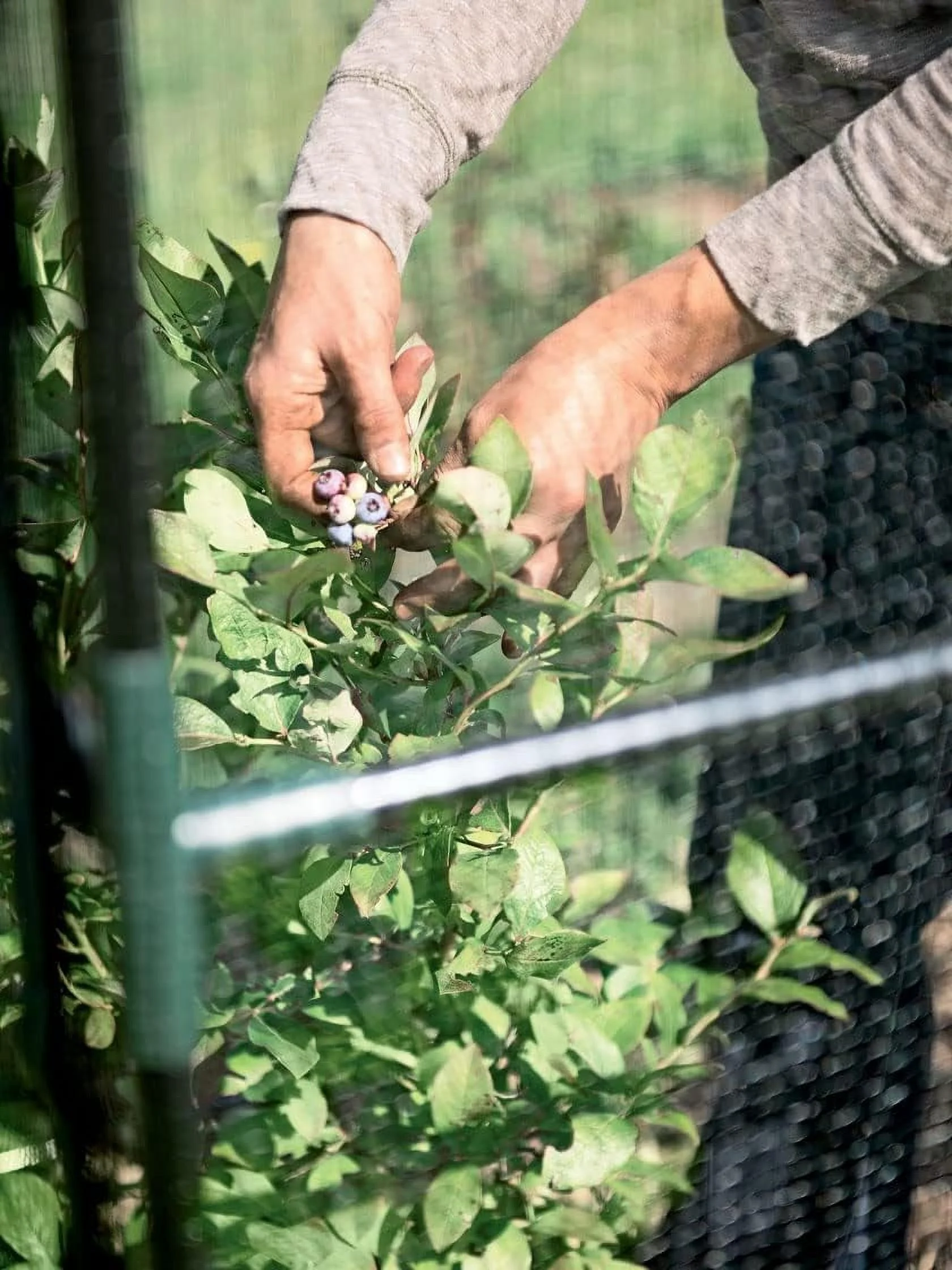 Gardeners   Tall Crop Cage Plant Protection Tent | Sturdy Plants Greenhouse Outdoor Cages For Vegetable Garden, Backyard Flowers & Lawn Crops With Zippered Enclosure Door - 6Ft H 4