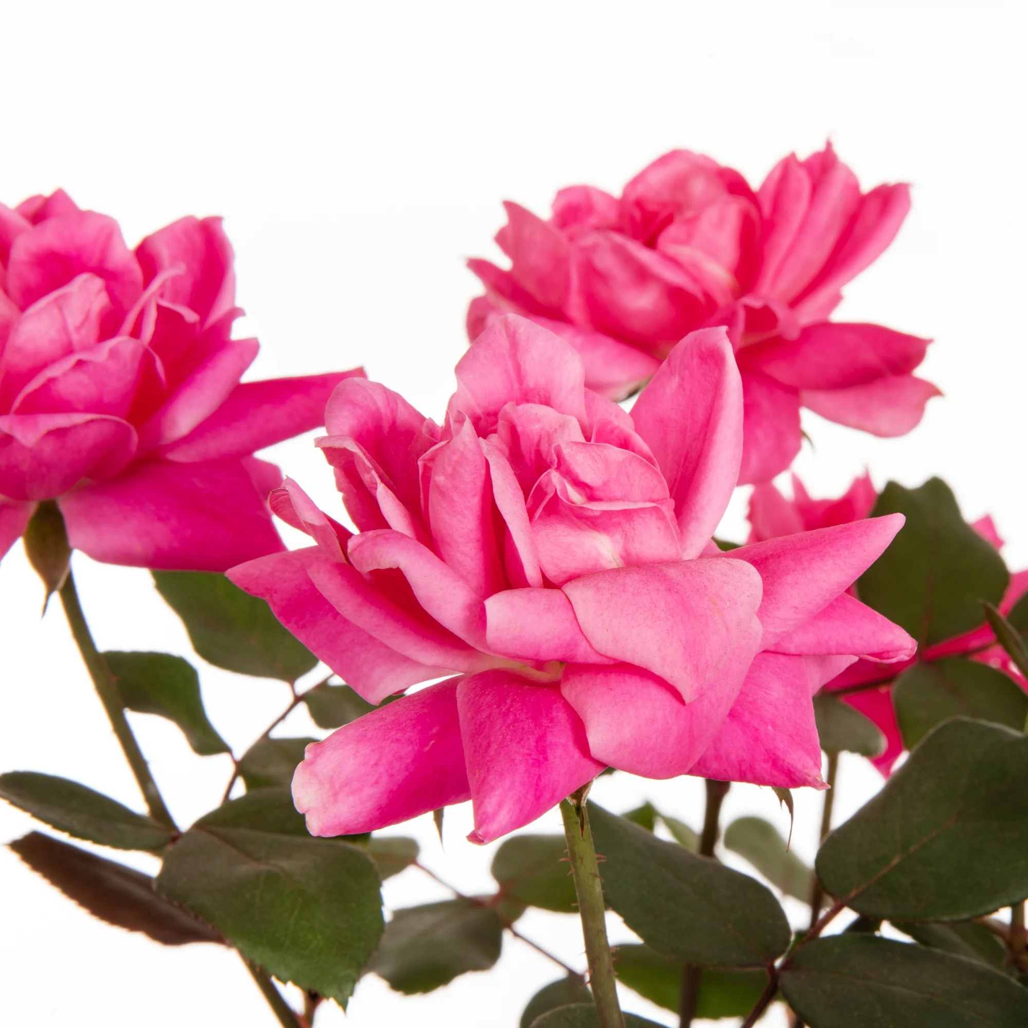 Knockout 1Gal Pink Rose Live Shrub Grower Pot Sun