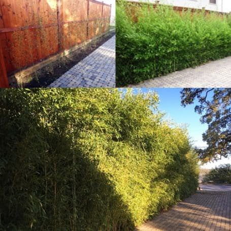 Biochar Fertilizer 18-5-12 (32oz Bag - 2 PACK) - Time Release Fertilizer with Biochar