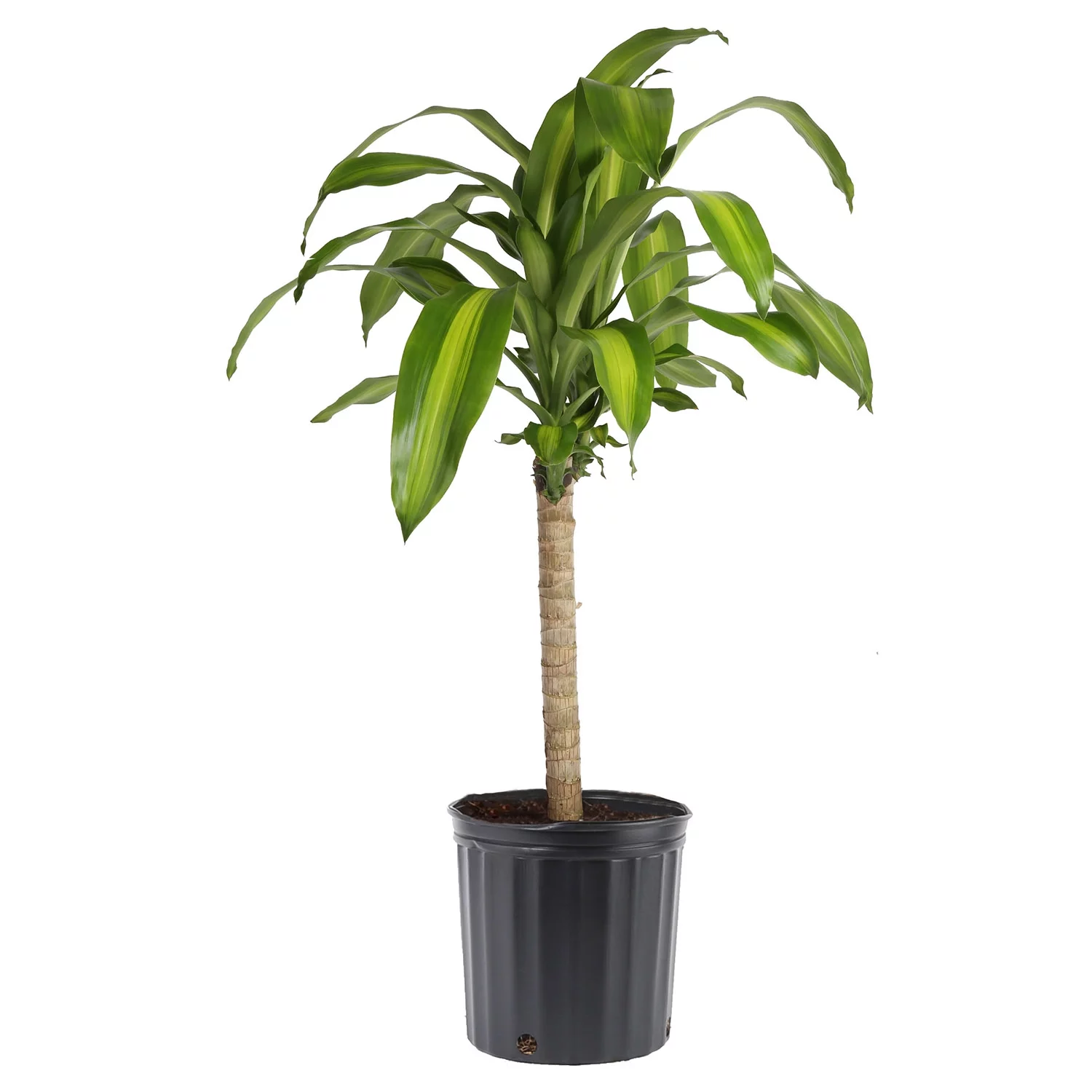 Costa Farms Live Indoor 40in. Tall Green Mass Cane; Bright, Indirect Sunlight Plant in 10in. Grower Pot