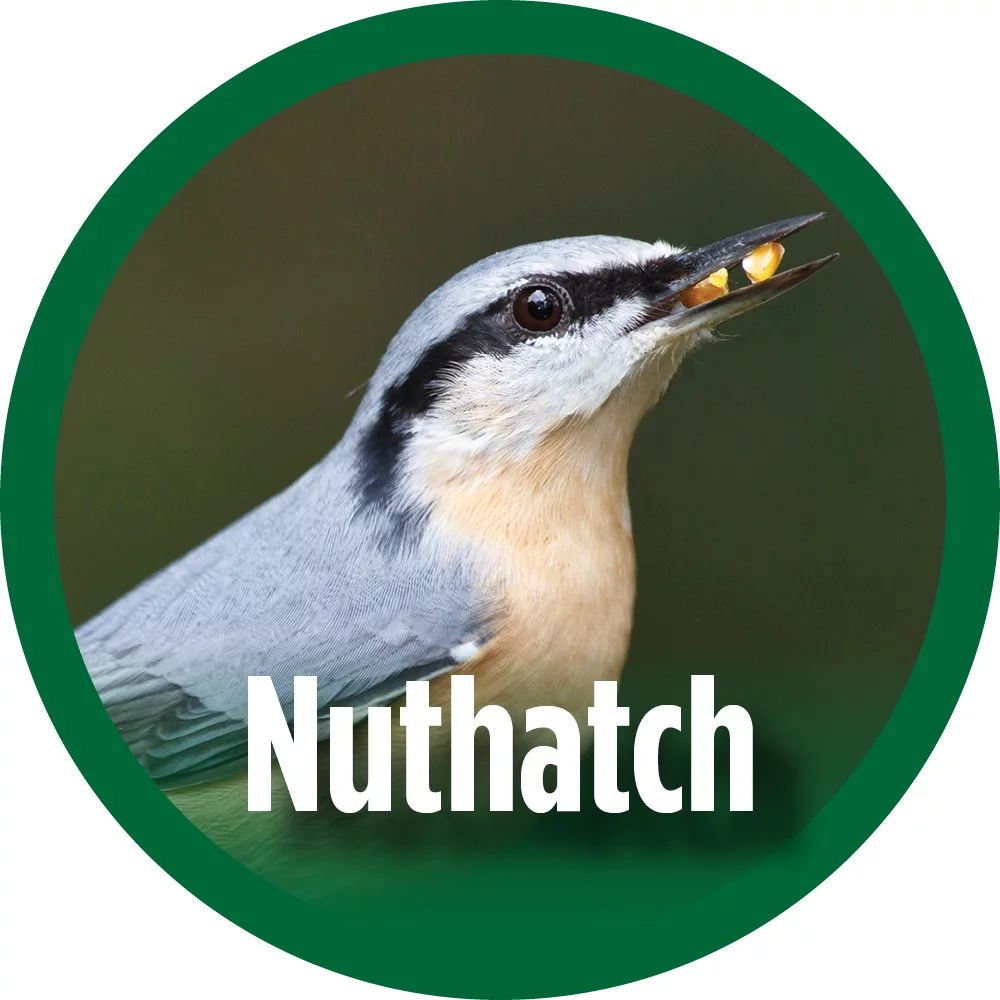 Wild Wings Farmhouse Cedar Bluebird House, White