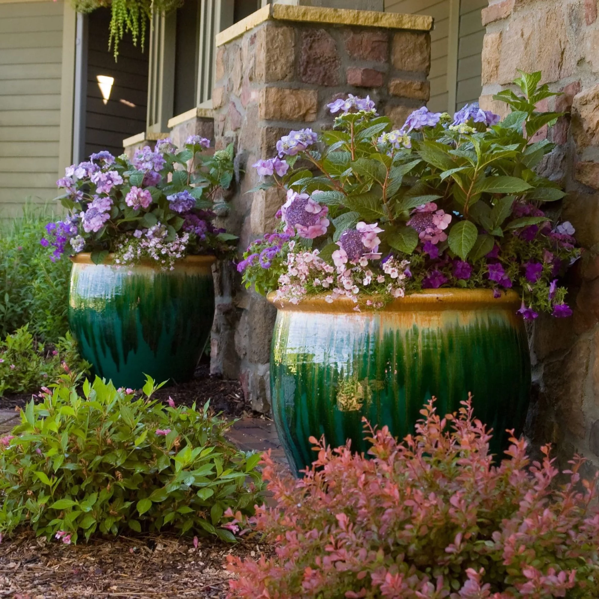 Endless Summer Twist-n-Shout Hydrangea Live Shrub (2 Gallon)