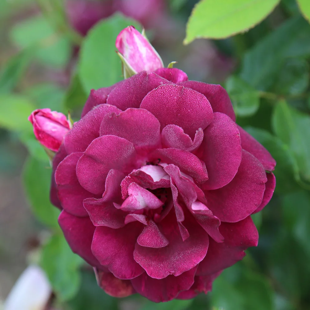 Heirloom Roses Live Plant - Burgundy Iceberg Purple Rose Bush - Rose Shrub For Planting