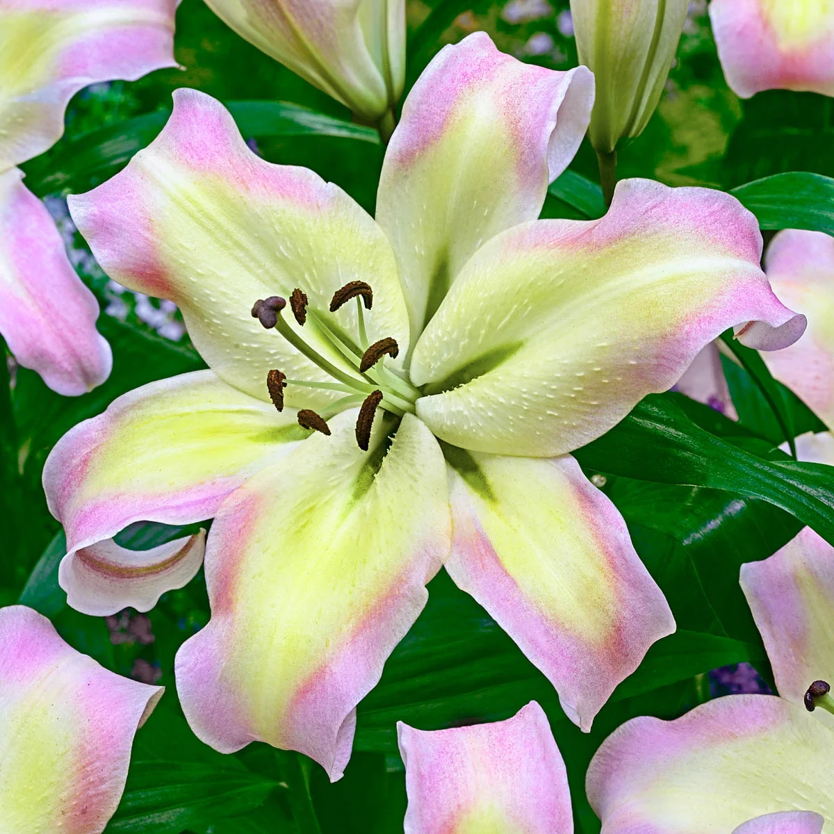 Giant Hybrid Lily Pretty Woman Dormant Flowering Bulbs (5-Pack)