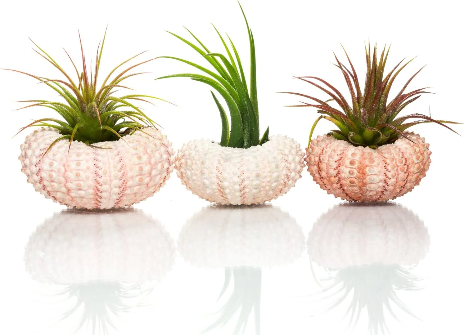 Sea Urchin Air Plant Kit | Sea Urchins And Tillandsia Gift Set | (3 Pack)