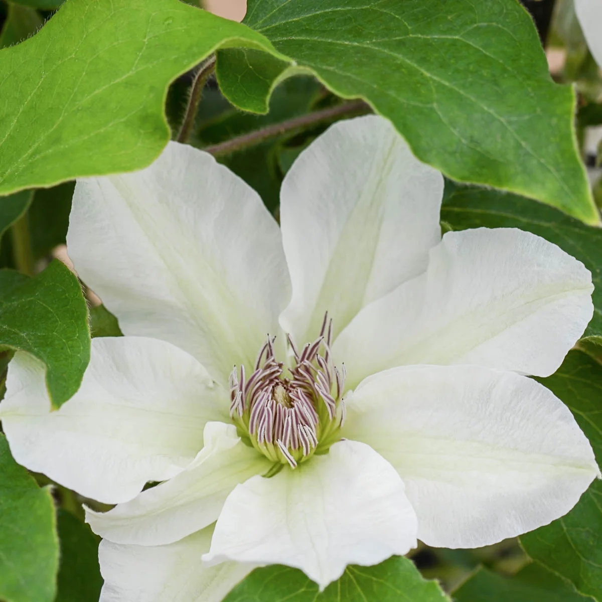 Kitty Clematis Vine White Flowering Dormant Bare Root Perennial Starter Plant (1-Pack)