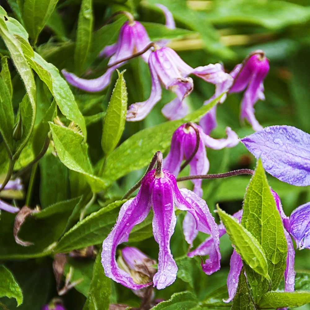 Spring Hill Nurseries Purple Flowering Hanajima Clematis Vine, 4-Inch Potted Perennial Plant, 1-Pack
