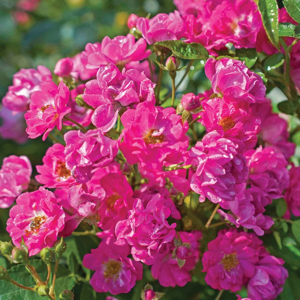 Heirloom Roses - Pretty Polly® Pink Shrub Rose Plant - Pink Rose Flowers