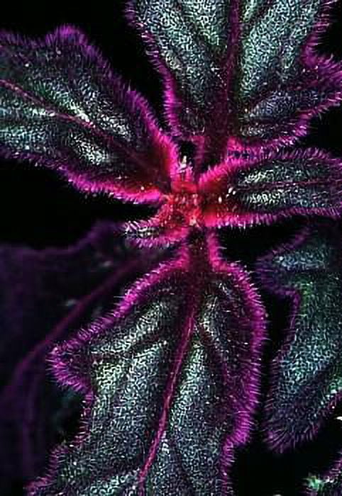 Purple Passion Plant - 4