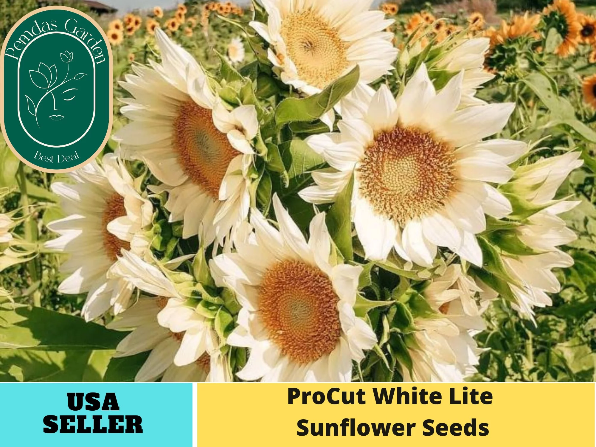 25+ Seeds| Procut white lite Seeds - Authentic Seeds - Perennial~ GMO Free ~~Flower seeds ~ Asian Garden~ Herbs B5G1 #E008