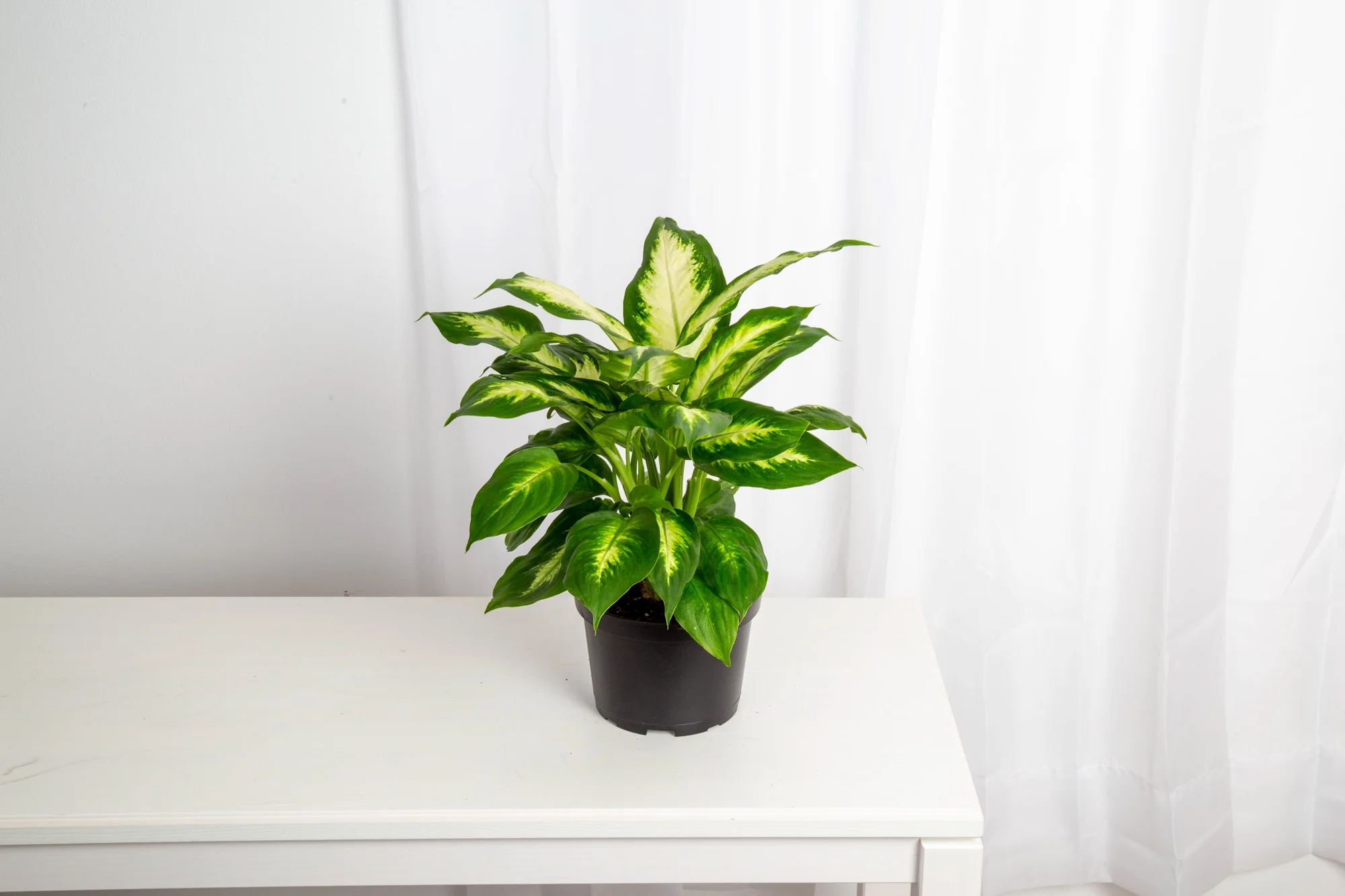 Expert Gardener Live Indoor 18in. Tall Green Dumb Cane Plant, Indirect Sunlight, in 7in. Grower's Pot
