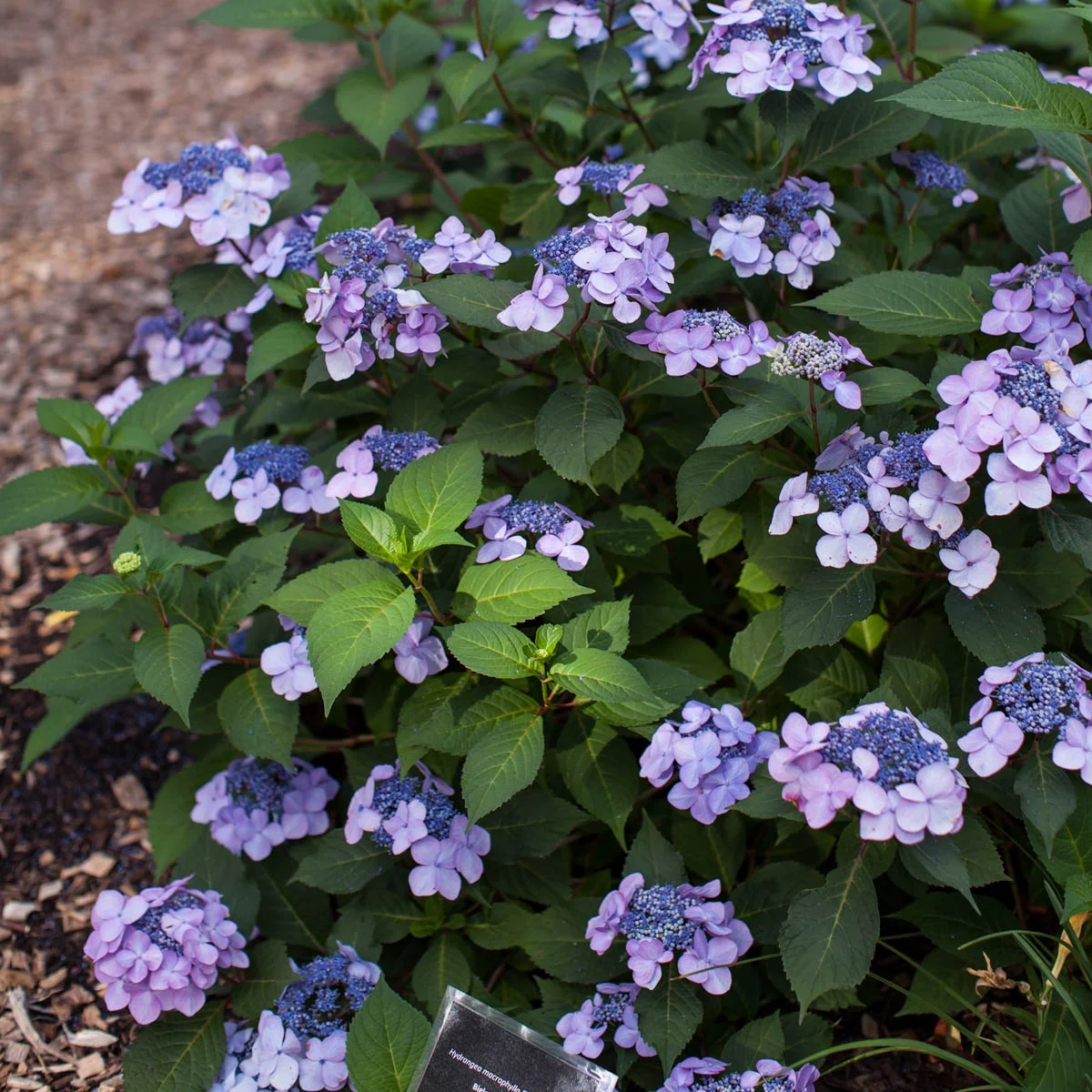 Endless Summer Twist and Shout Hydrangea Dormant Bare Root Starter Flowering Shrub (1-Pack)
