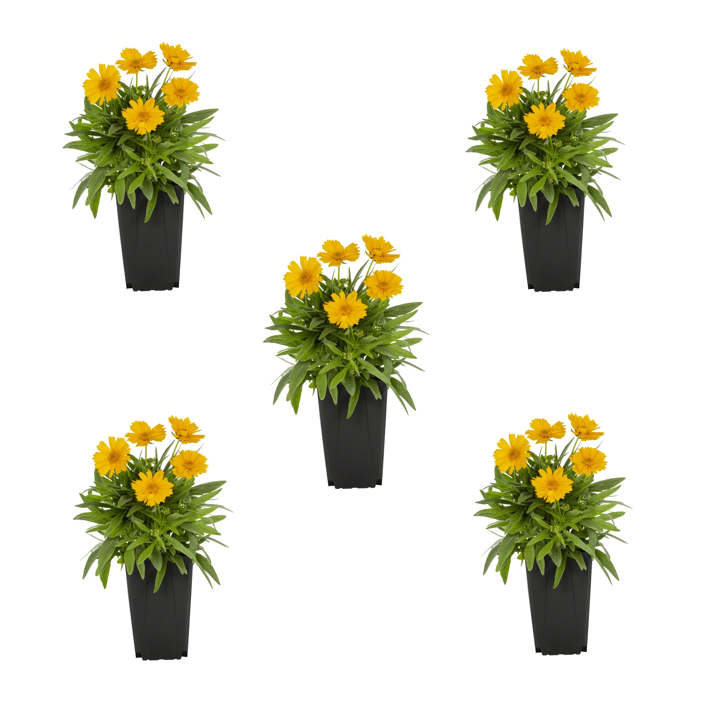 Expert Gardener 1 Quart Yellow Coreopsis Perennial Live Plant 5 -Pack with Grower Pot