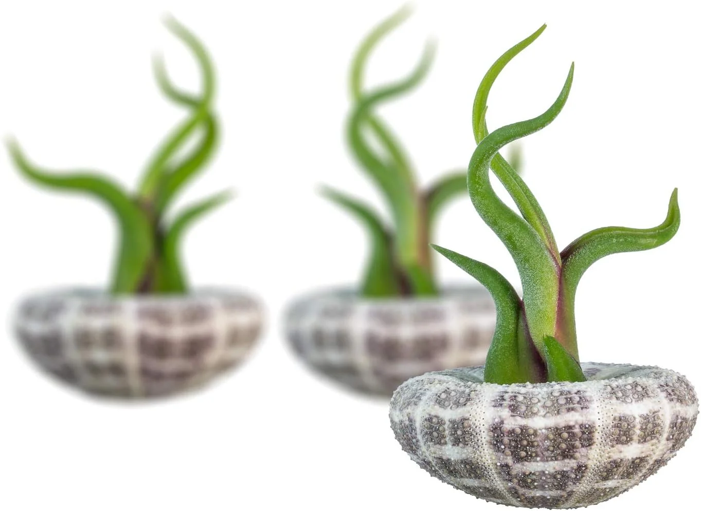Urchin Air Plant Set | Large Alfonso Sea Urchin And Caput Tillandsia Gift Set (3 Pack)