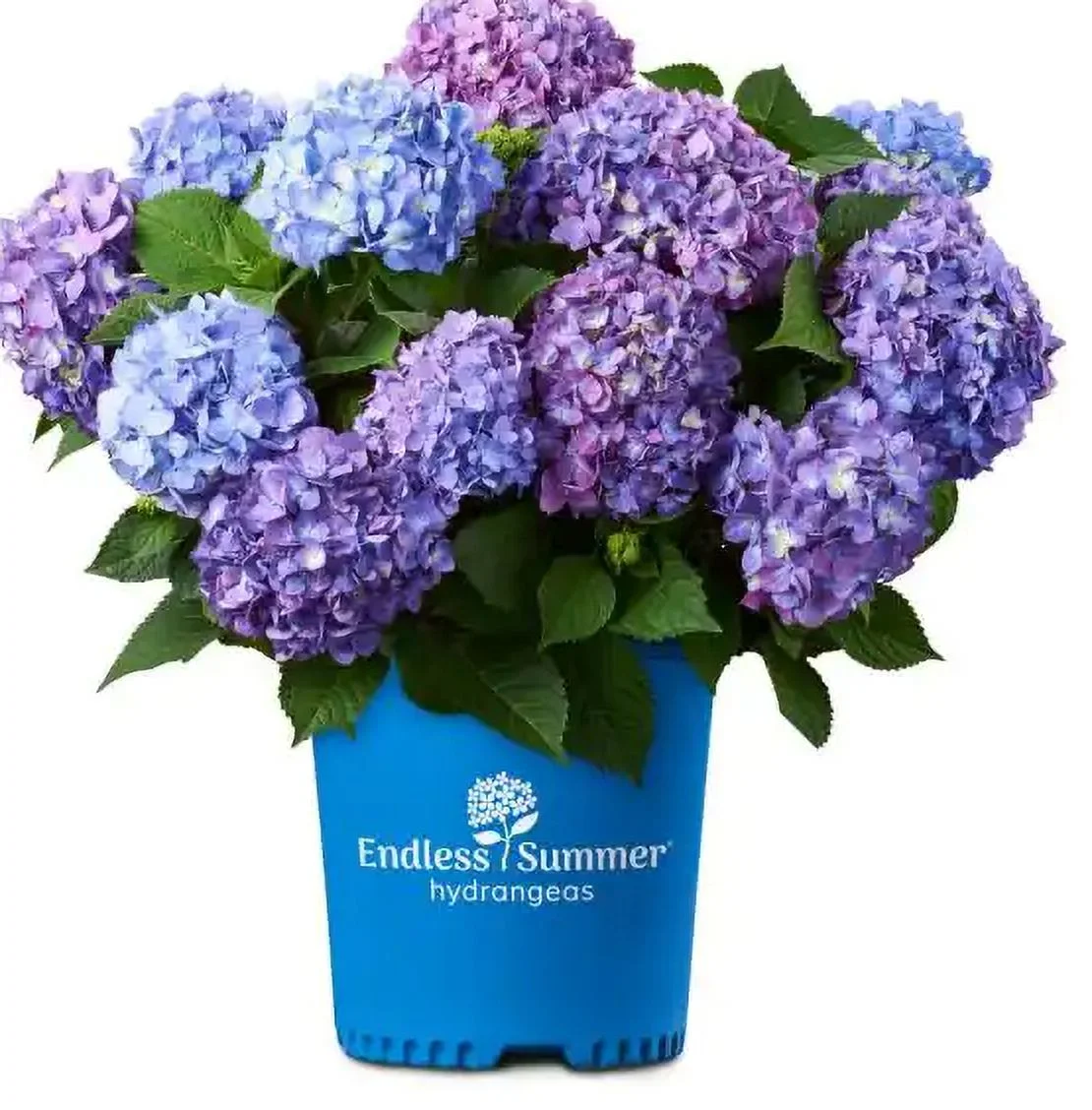 ES 2G HYDRANGEA