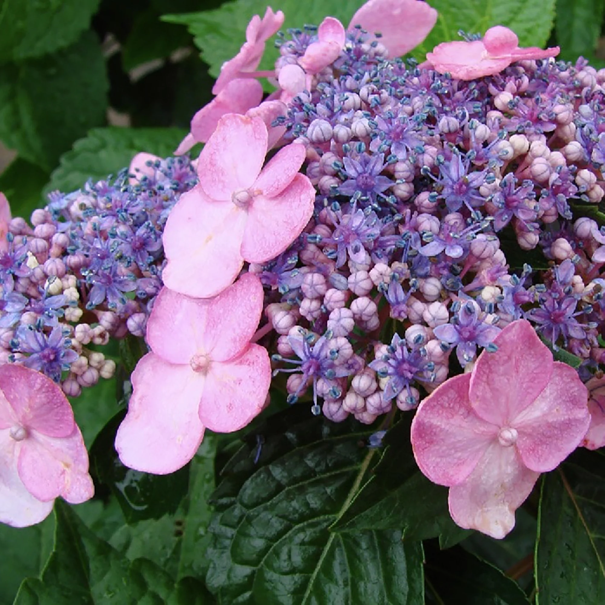 Endless Summer Twist-n-Shout Hydrangea Live Shrub (2 Gallon)